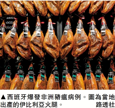 西班牙30年來首現非洲豬瘟