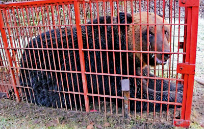 日本熊害肆虐 北海道獵殺近千頭熊