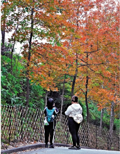 大棠楓香林特別交通安排