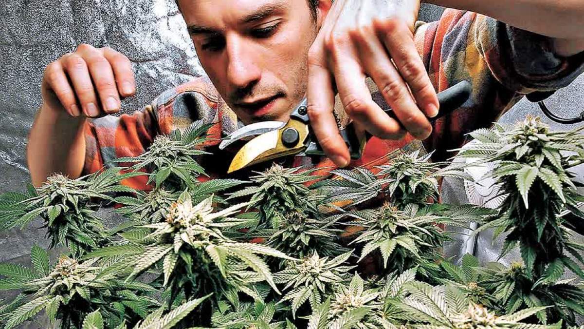 特朗普無視衝擊公共衞生謀頒令大幅放寬大麻管制- 國際- 大公文匯網