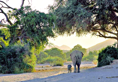 《沙漠小象走天涯》太空館放映 