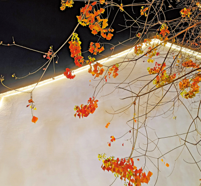 君子玉言/冬天的蝴蝶\小 杳