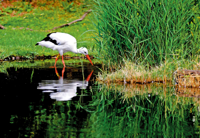 英倫漫話/回歸自然\江 恆