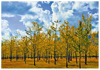 「金色天堂」銀杏村