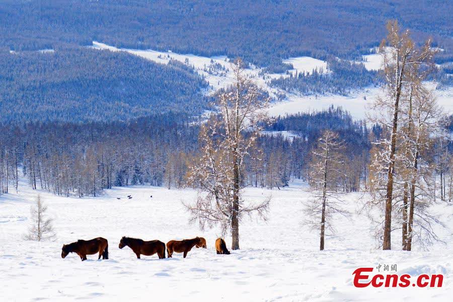 Photo released on Dec. 24, 2025 shows the winter scenery of Altay in northwest China's Xinjiang Uygur Autonomous Region. (Photo provided to China News Service)
