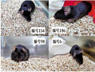 特稿/「望天攬月追雲逐夢」 4「飛天小鼠」名字揭曉