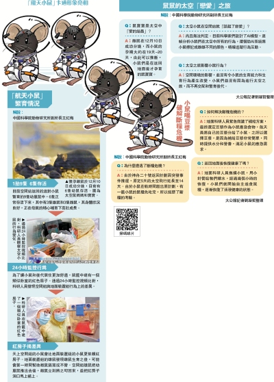 新聞熱話/神21飛天小鼠 回地球後誕下寶寶