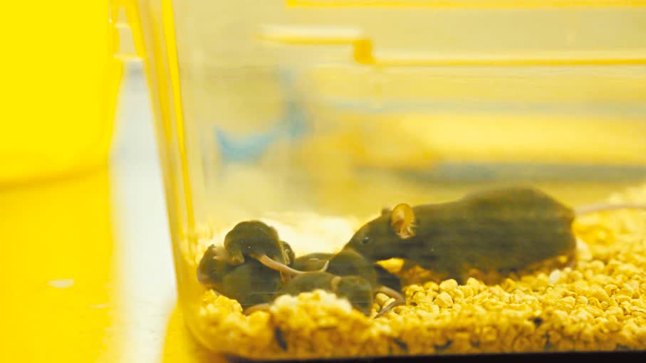 太空鼠當爸媽　六寶寶活力良好