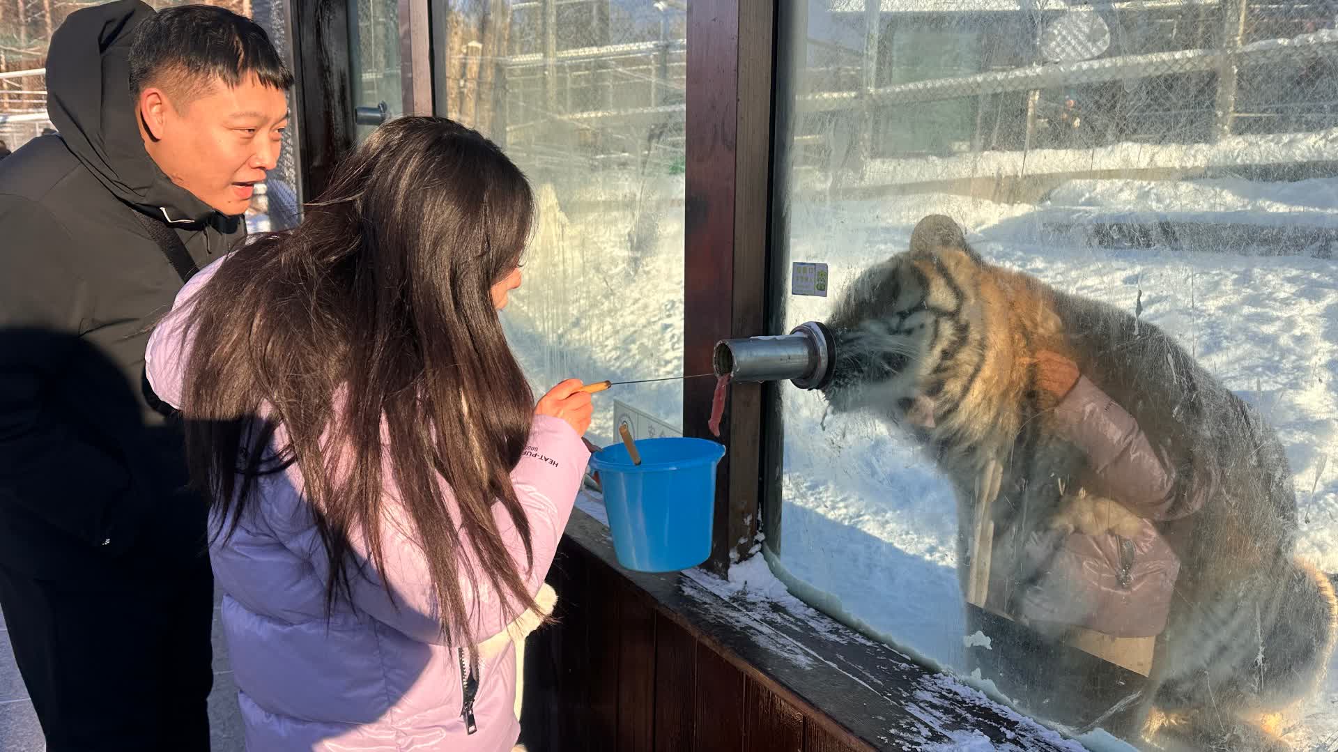 有片）猛虎雪地搶雞火爆出圈橫道河子東北虎林園迎最佳觀虎季- 內地- 大