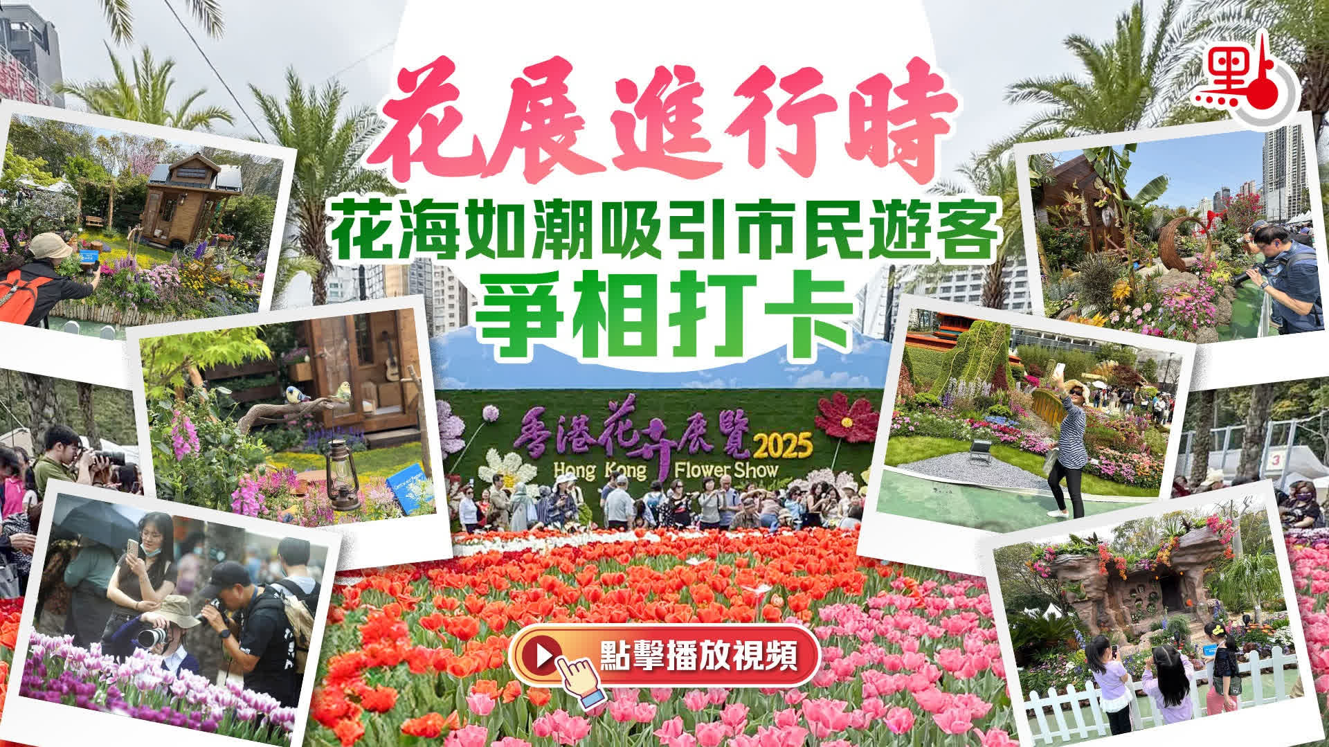 2026香港花展3·20維園開鑼　主題花為「紫羅蘭」