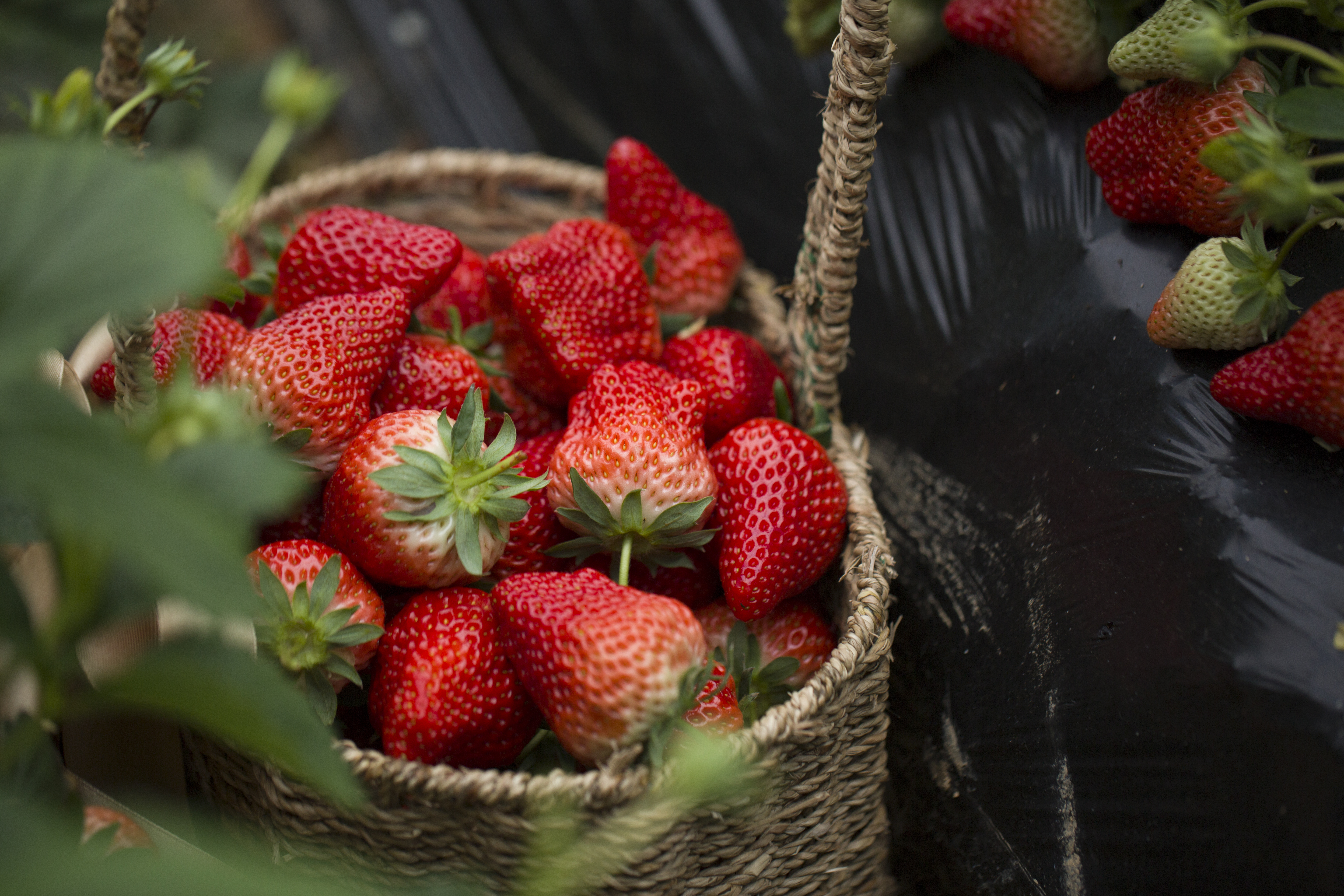 1911年，第一棵草莓苗在丹東扎根，從最初的馴化試種，到規模化生產、設施革命，再到品牌化發展，丹東草莓完成了從小規模種植到大規模產業化的華麗轉身。

如今，丹東草莓品牌價值高達418.55億元人民幣，丹東東港市先後獲得「國家農產品質量安全縣」「全國優質草莓生產基地」「無公害農產品生產基地」等稱號，「東港草莓」被核准註冊為國家地理標誌產品，小小的草莓綻放出最絢麗的光彩。