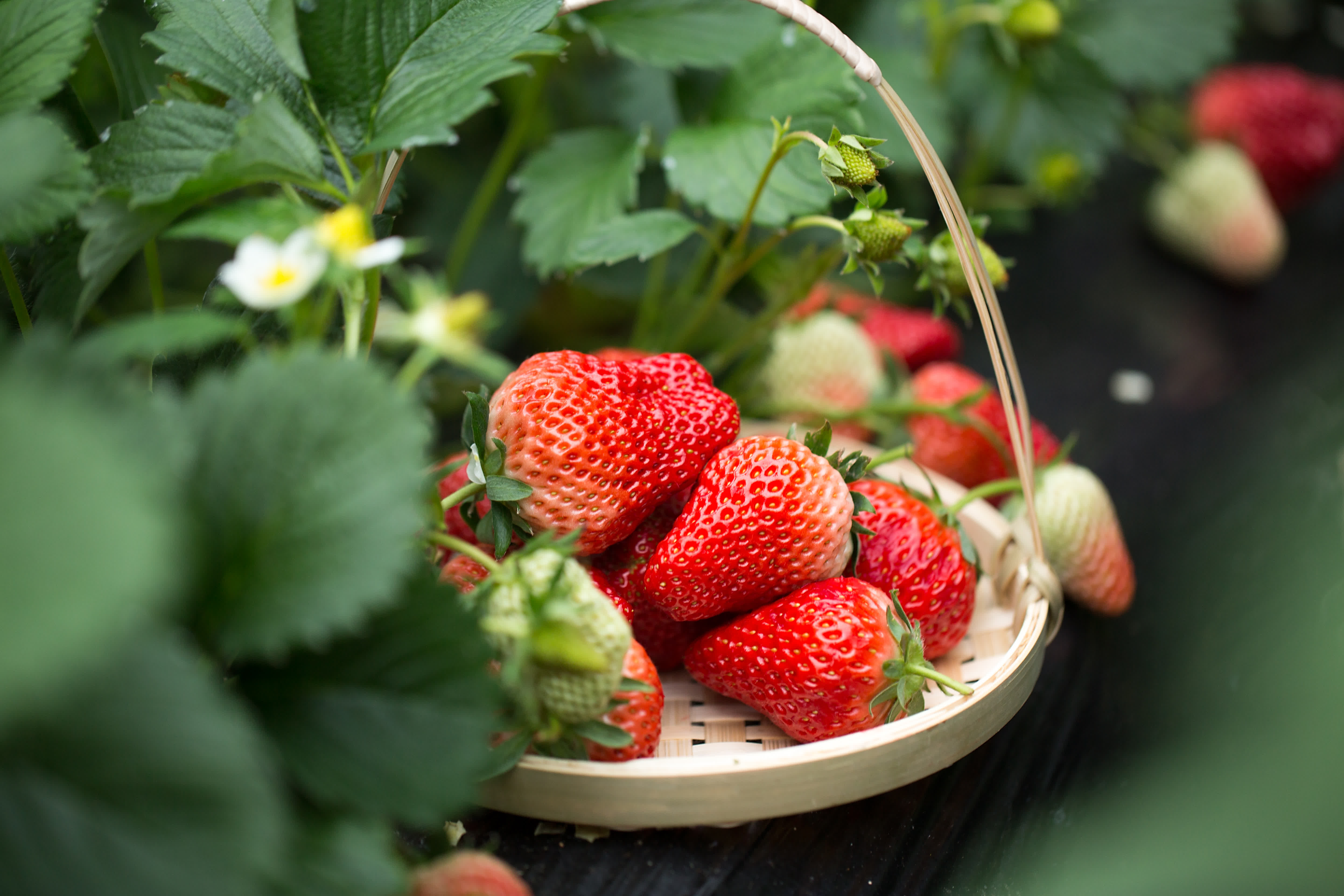 1911年，第一棵草莓苗在丹東扎根，從最初的馴化試種，到規模化生產、設施革命，再到品牌化發展，丹東草莓完成了從小規模種植到大規模產業化的華麗轉身。

如今，丹東草莓品牌價值高達418.55億元人民幣，丹東東港市先後獲得「國家農產品質量安全縣」「全國優質草莓生產基地」「無公害農產品生產基地」等稱號，「東港草莓」被核准註冊為國家地理標誌產品，小小的草莓綻放出最絢麗的光彩。