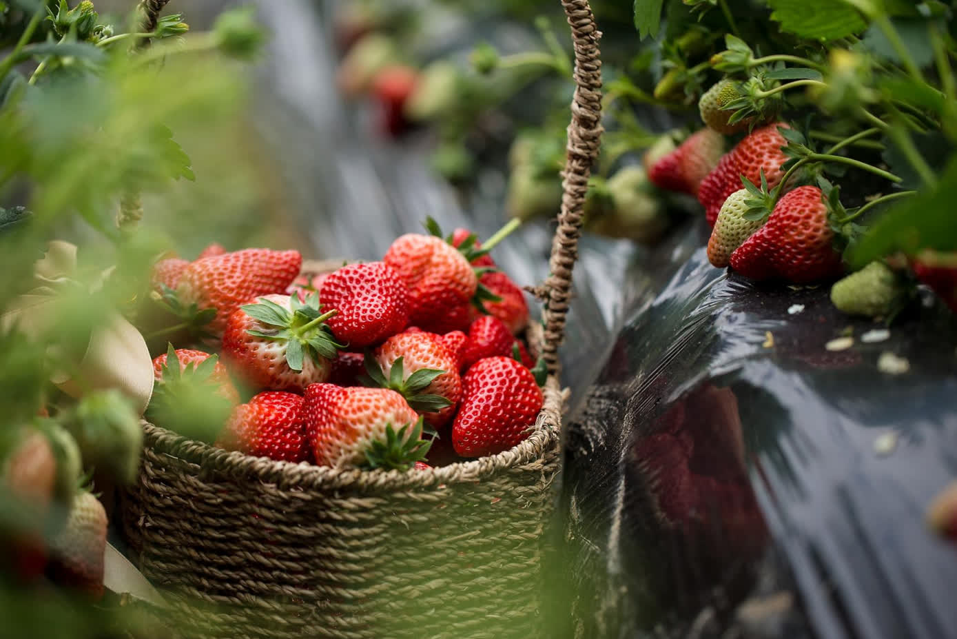 1911年，第一棵草莓苗在丹東扎根，從最初的馴化試種，到規模化生產、設施革命，再到品牌化發展，丹東草莓完成了從小規模種植到大規模產業化的華麗轉身。

如今，丹東草莓品牌價值高達418.55億元人民幣，丹東東港市先後獲得「國家農產品質量安全縣」「全國優質草莓生產基地」「無公害農產品生產基地」等稱號，「東港草莓」被核准註冊為國家地理標誌產品，小小的草莓綻放出最絢麗的光彩。