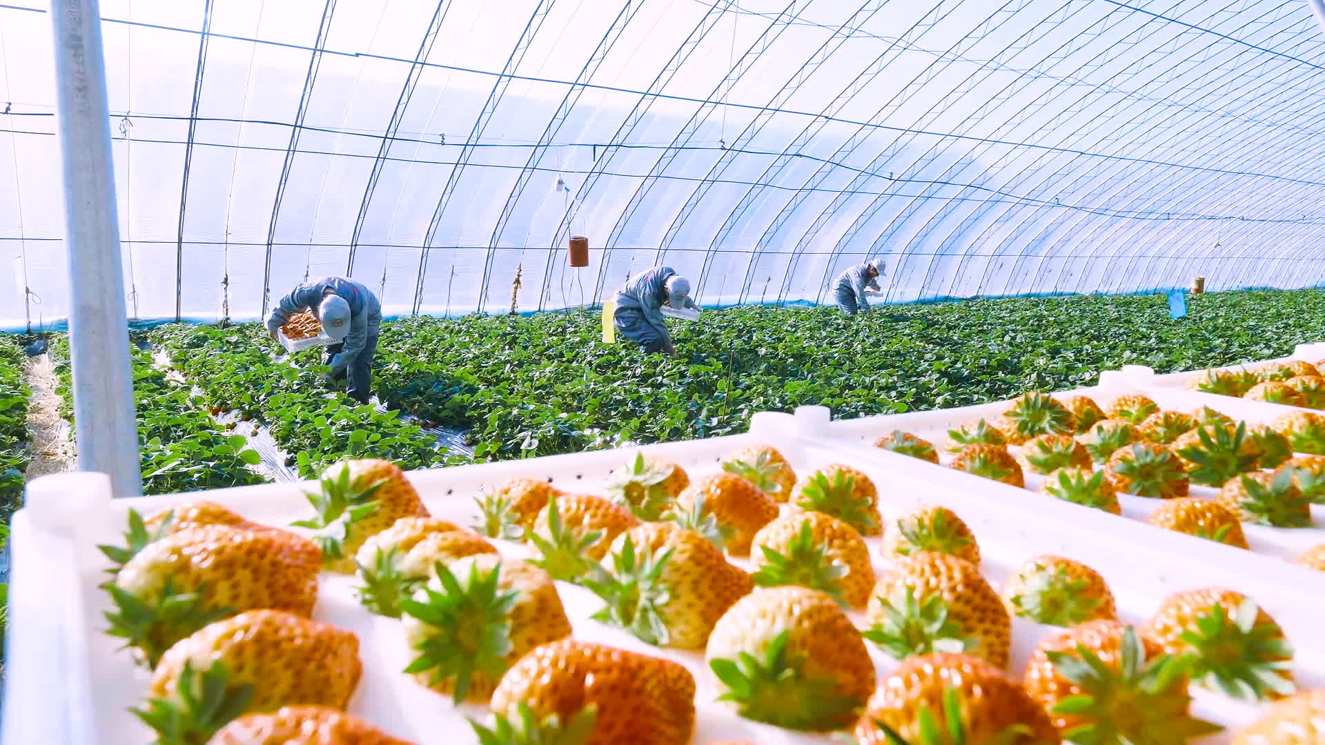 1911年，第一棵草莓苗在丹東扎根，從最初的馴化試種，到規模化生產、設施革命，再到品牌化發展，丹東草莓完成了從小規模種植到大規模產業化的華麗轉身。

如今，丹東草莓品牌價值高達418.55億元人民幣，丹東東港市先後獲得「國家農產品質量安全縣」「全國優質草莓生產基地」「無公害農產品生產基地」等稱號，「東港草莓」被核准註冊為國家地理標誌產品，小小的草莓綻放出最絢麗的光彩。