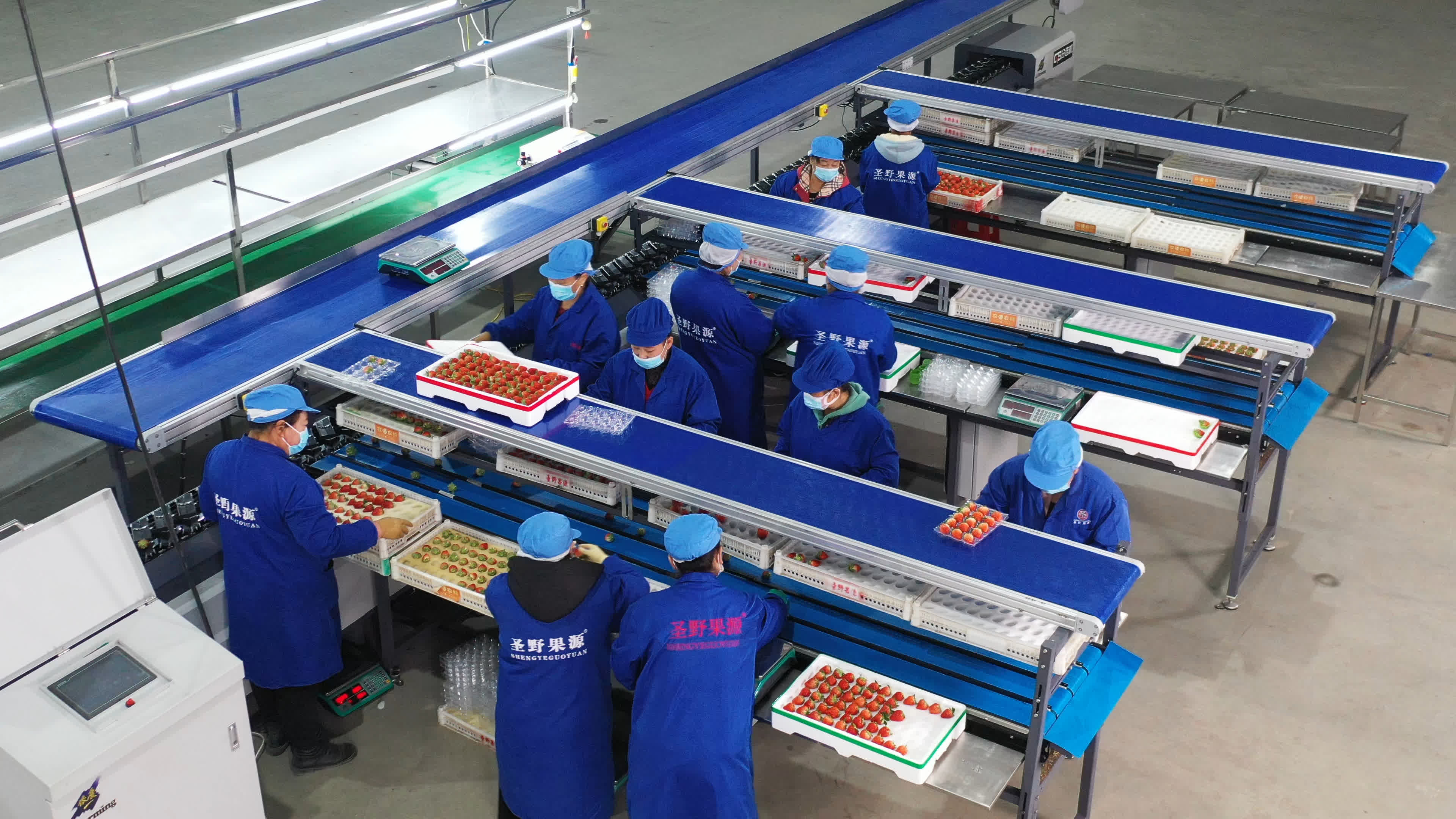 1911年，第一棵草莓苗在丹東扎根，從最初的馴化試種，到規模化生產、設施革命，再到品牌化發展，丹東草莓完成了從小規模種植到大規模產業化的華麗轉身。

如今，丹東草莓品牌價值高達418.55億元人民幣，丹東東港市先後獲得「國家農產品質量安全縣」「全國優質草莓生產基地」「無公害農產品生產基地」等稱號，「東港草莓」被核准註冊為國家地理標誌產品，小小的草莓綻放出最絢麗的光彩。