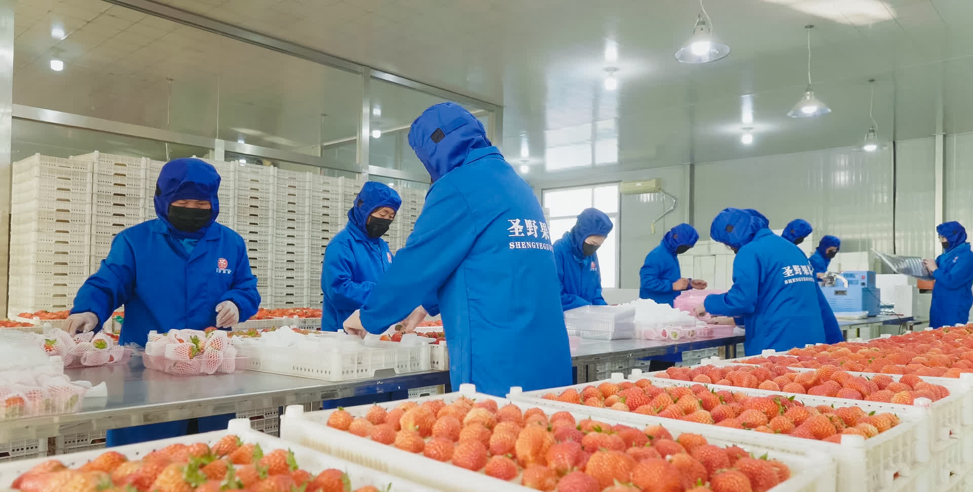 1911年，第一棵草莓苗在丹東扎根，從最初的馴化試種，到規模化生產、設施革命，再到品牌化發展，丹東草莓完成了從小規模種植到大規模產業化的華麗轉身。

如今，丹東草莓品牌價值高達418.55億元人民幣，丹東東港市先後獲得「國家農產品質量安全縣」「全國優質草莓生產基地」「無公害農產品生產基地」等稱號，「東港草莓」被核准註冊為國家地理標誌產品，小小的草莓綻放出最絢麗的光彩。