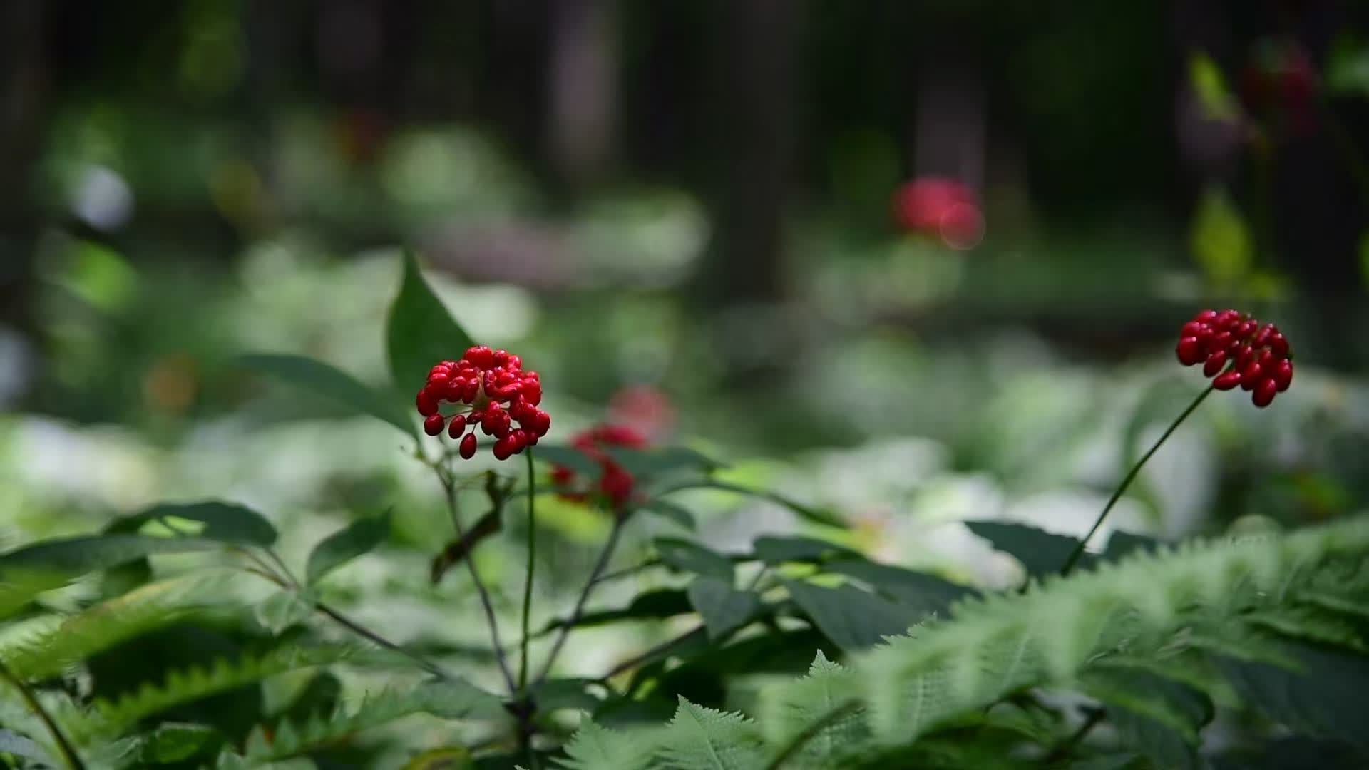 吉林人蔘主產于吉林省長白山區，以其獨特的品質和功效被譽為「百草之王」。‌

吉林人蔘產業規模持續擴大，2025年前三季度出口額達5454萬元人民幣，同比增長9.9%。‌吉林人蔘產業不斷向標準化、精深加工和國際化發展，目標是打造千億級產業。‌