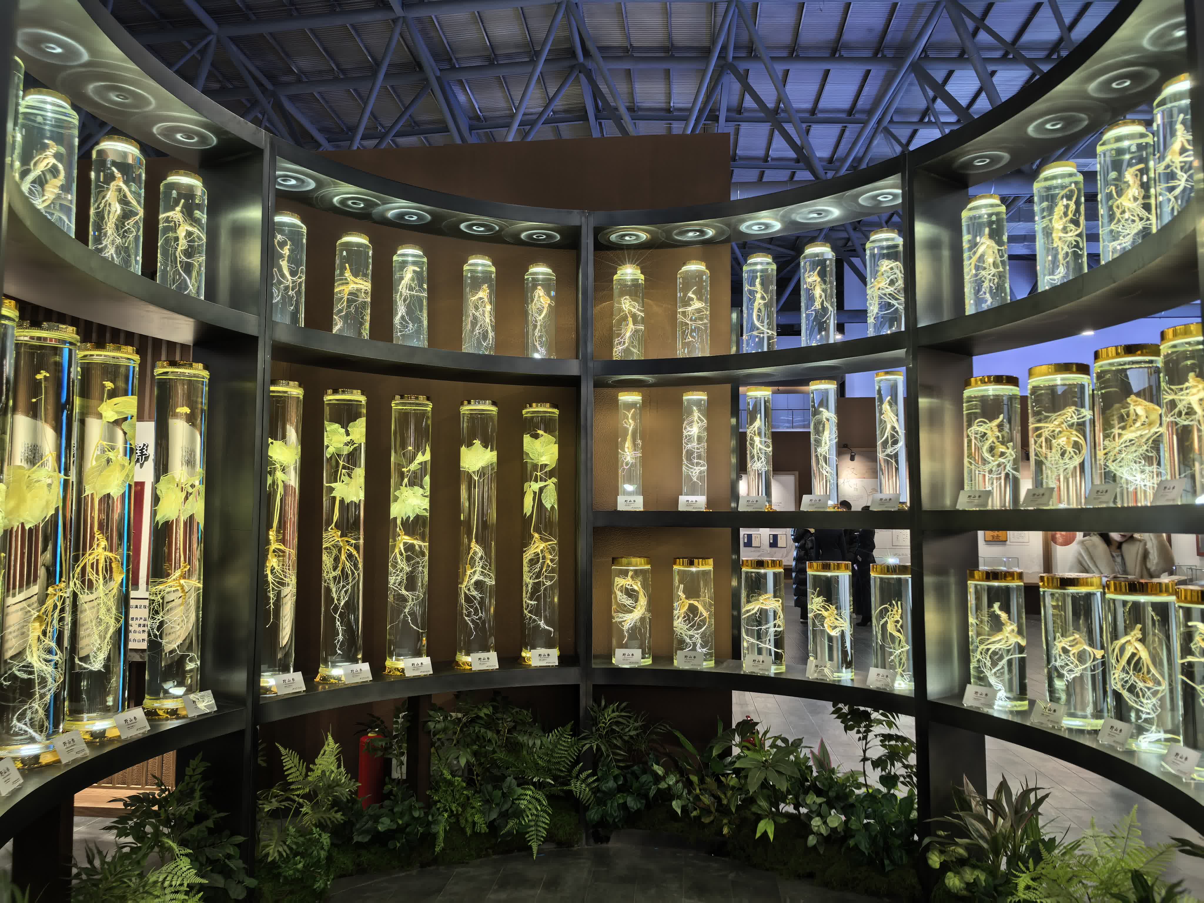 吉林人蔘主產于吉林省長白山區，以其獨特的品質和功效被譽為「百草之王」。‌

吉林人蔘產業規模持續擴大，2025年前三季度出口額達5454萬元人民幣，同比增長9.9%。‌吉林人蔘產業不斷向標準化、精深加工和國際化發展，目標是打造千億級產業。‌