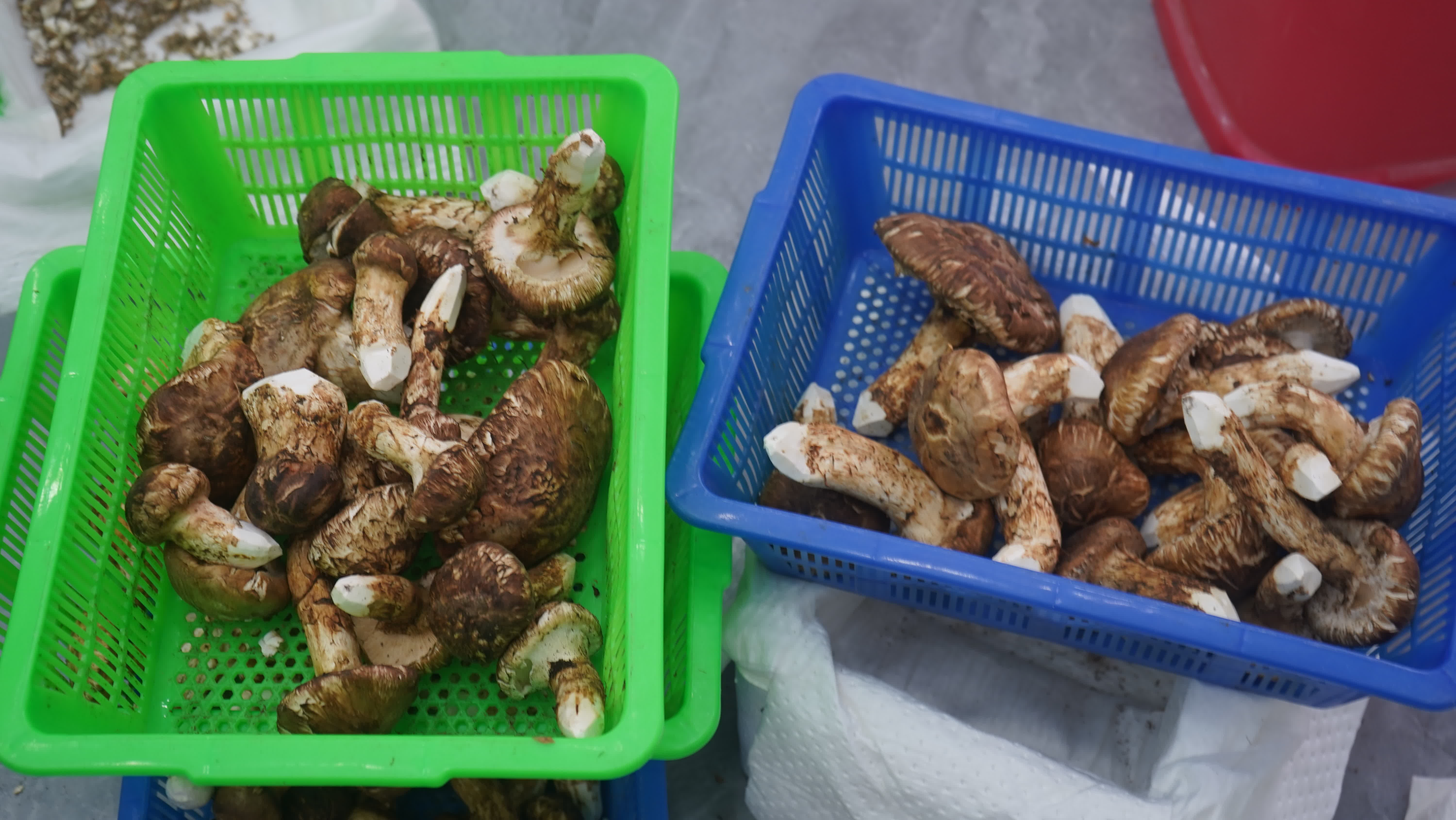 吉林松茸，是吉林省長白山地區特產的野生食用菌，歷史上被視為山珍，日本古代曾作貢品，現代延邊松茸通過冷鏈空運保持新鮮，凸顯其高端地位。‌

其經濟上被譽為「黃金菇」，國際市場價達每噸3-5萬美元，延邊地區年均出口量約90-180噸，主要銷往日本、韓國，年創匯超1.8億美元，2024年龍井市產量達45噸。‌