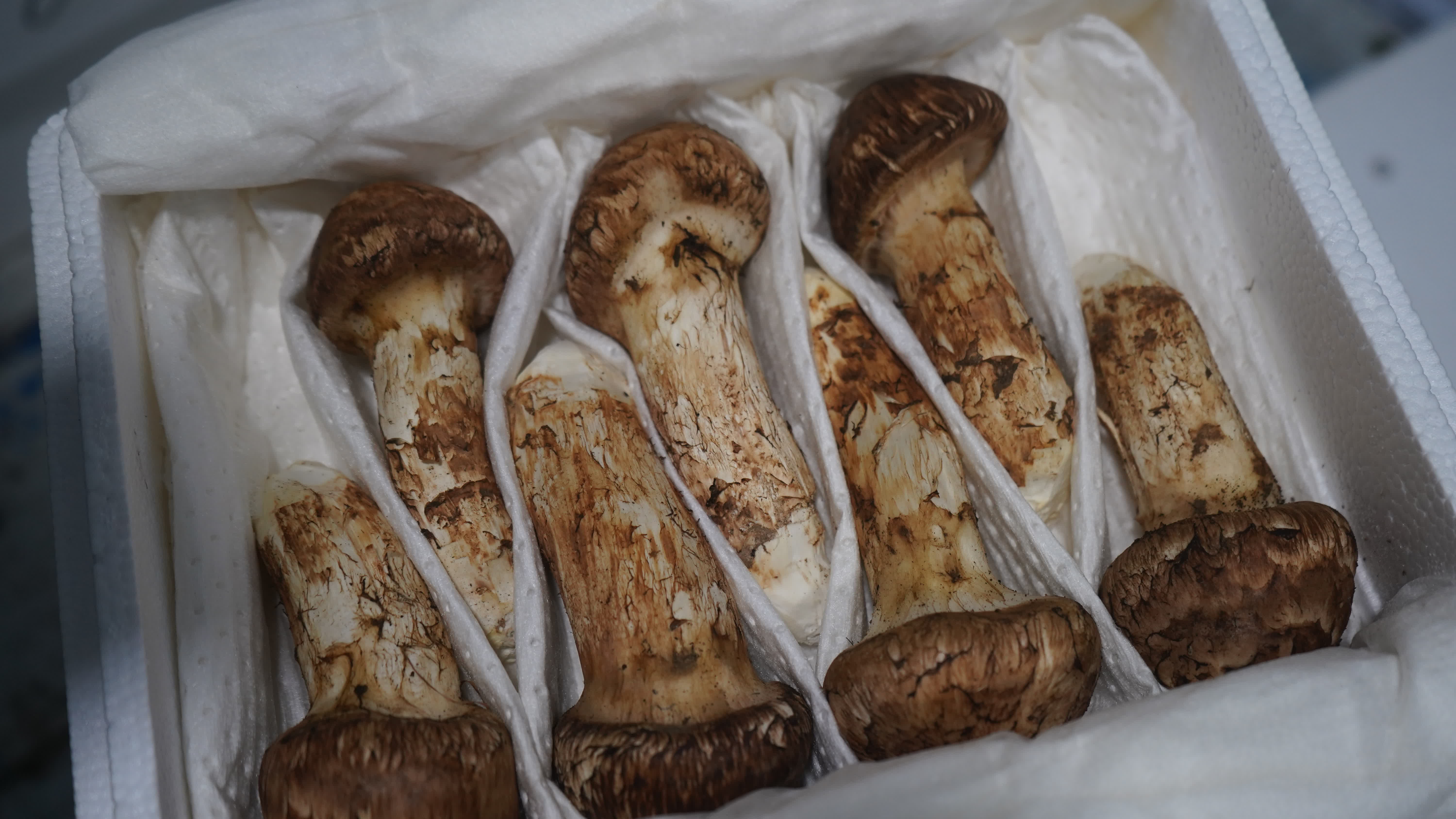 吉林松茸，是吉林省長白山地區特產的野生食用菌，歷史上被視為山珍，日本古代曾作貢品，現代延邊松茸通過冷鏈空運保持新鮮，凸顯其高端地位。‌

其經濟上被譽為「黃金菇」，國際市場價達每噸3-5萬美元，延邊地區年均出口量約90-180噸，主要銷往日本、韓國，年創匯超1.8億美元，2024年龍井市產量達45噸。‌