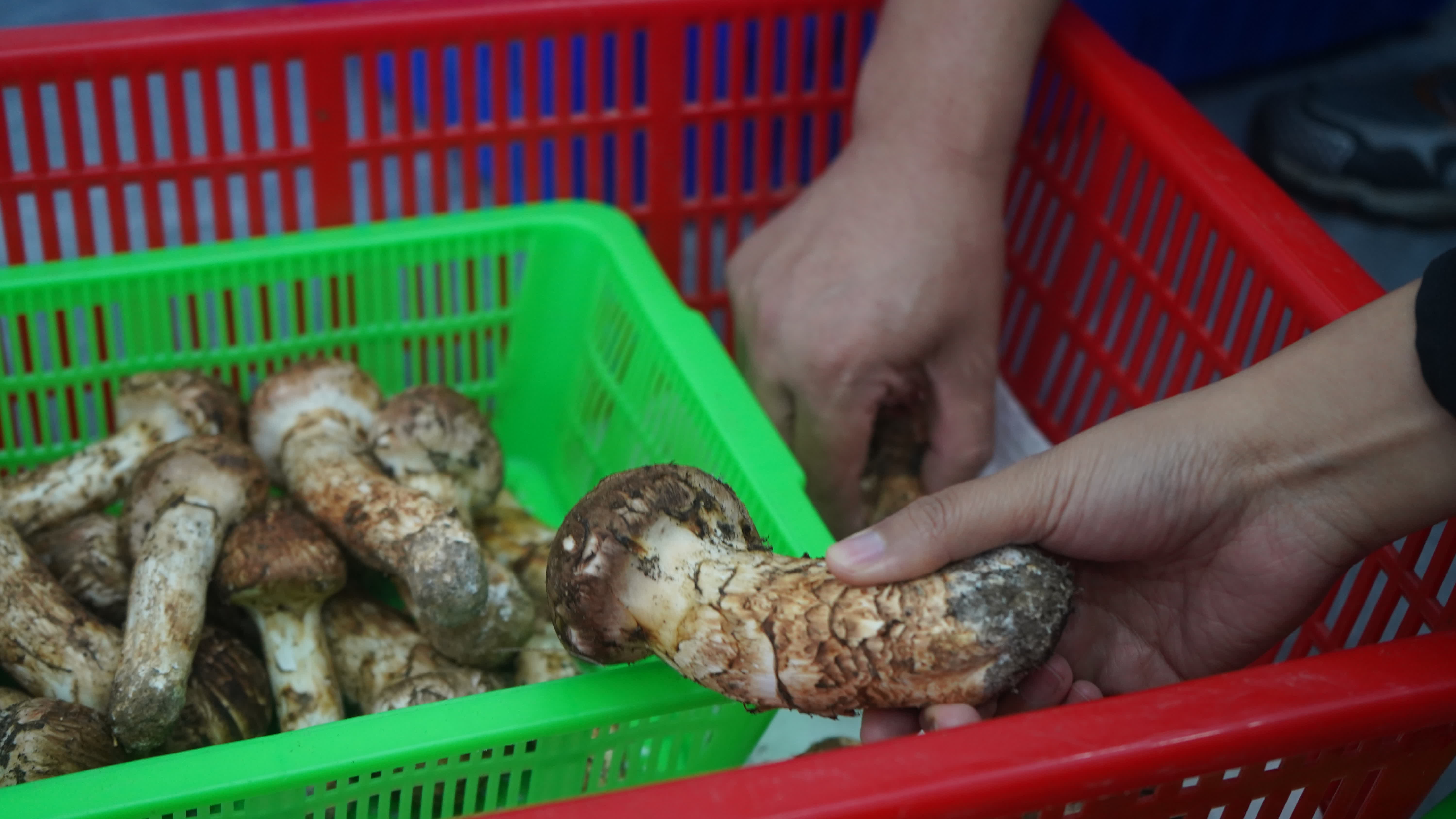 吉林松茸，是吉林省長白山地區特產的野生食用菌，歷史上被視為山珍，日本古代曾作貢品，現代延邊松茸通過冷鏈空運保持新鮮，凸顯其高端地位。‌

其經濟上被譽為「黃金菇」，國際市場價達每噸3-5萬美元，延邊地區年均出口量約90-180噸，主要銷往日本、韓國，年創匯超1.8億美元，2024年龍井市產量達45噸。‌