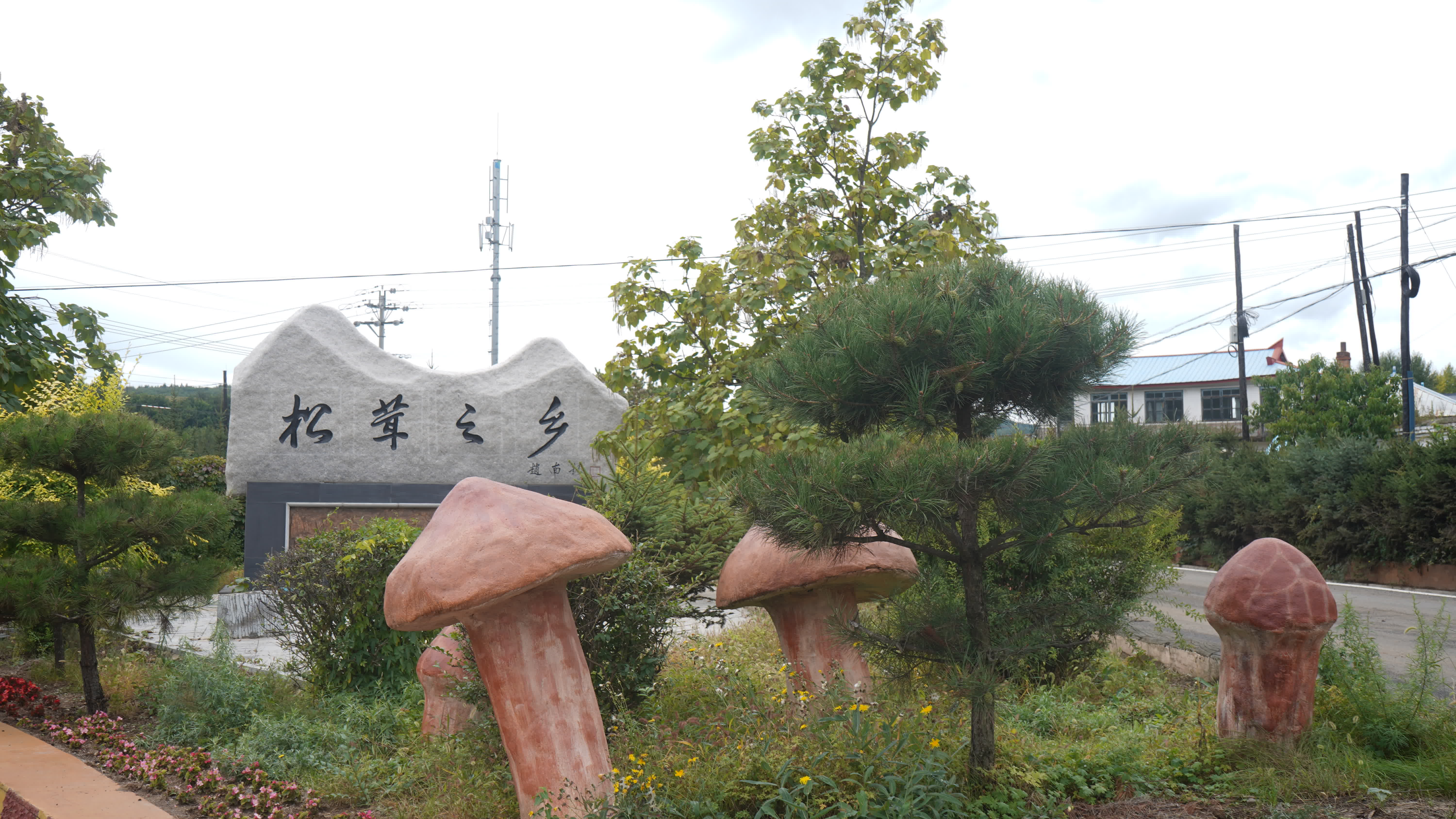 吉林松茸，是吉林省長白山地區特產的野生食用菌，歷史上被視為山珍，日本古代曾作貢品，現代延邊松茸通過冷鏈空運保持新鮮，凸顯其高端地位。‌

其經濟上被譽為「黃金菇」，國際市場價達每噸3-5萬美元，延邊地區年均出口量約90-180噸，主要銷往日本、韓國，年創匯超1.8億美元，2024年龍井市產量達45噸。‌