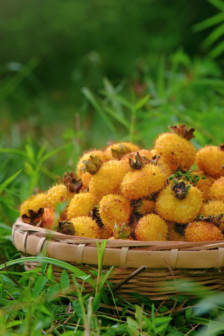 「維C之王」貴州刺梨如今已蛻變為富民強省的「黃金產業」。2025年全省種植面積穩定在210萬畝，鮮果產量達39萬噸，綜合產值突破150億元，佔全國總產量的90%以上，成為名副其實的全國刺梨產業核心區。

其以獨特魅力加速走向國際市場，尤其在香港市場表現亮眼。2025年香港創業日博覽會上，刺梨產品成為爆款。