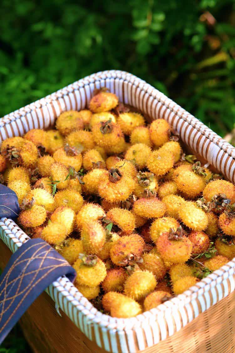 「維C之王」貴州刺梨如今已蛻變為富民強省的「黃金產業」。2025年全省種植面積穩定在210萬畝，鮮果產量達39萬噸，綜合產值突破150億元，佔全國總產量的90%以上，成為名副其實的全國刺梨產業核心區。

其以獨特魅力加速走向國際市場，尤其在香港市場表現亮眼。2025年香港創業日博覽會上，刺梨產品成為爆款。