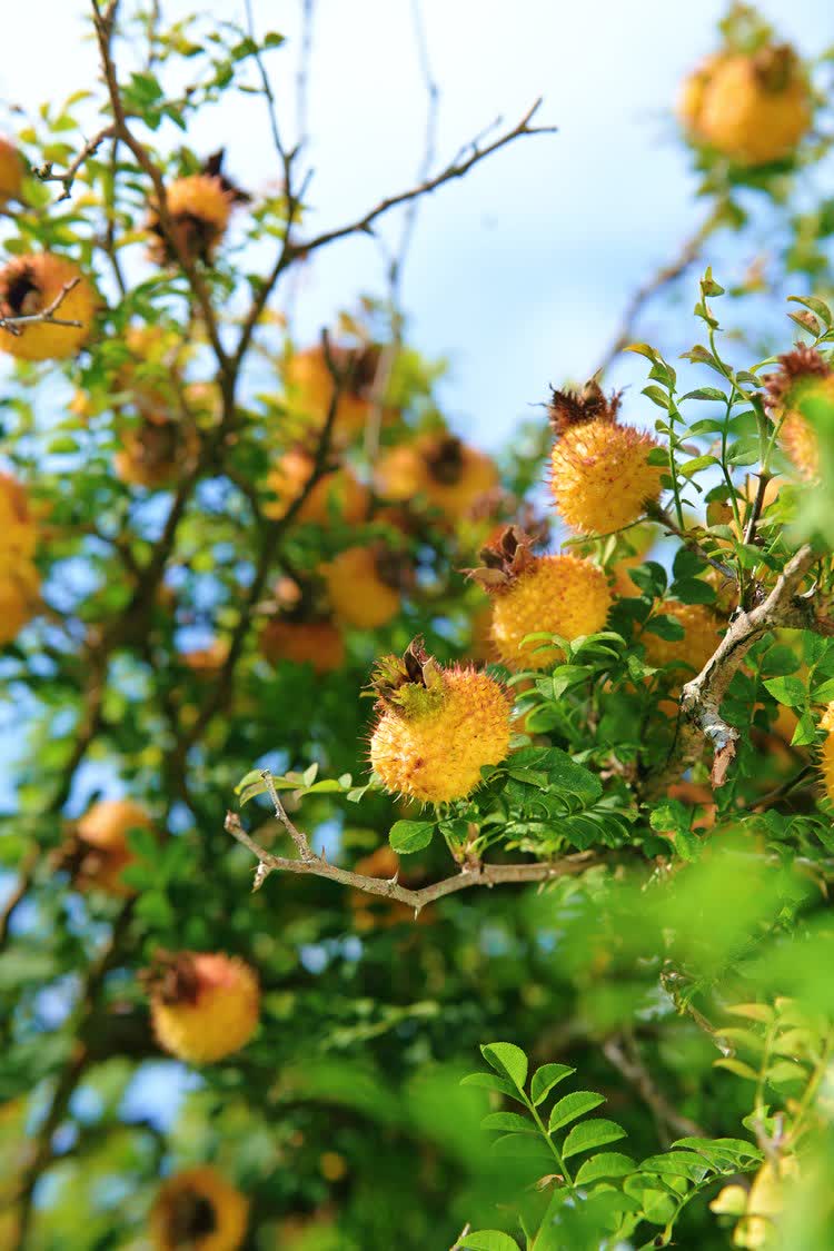 「維C之王」貴州刺梨如今已蛻變為富民強省的「黃金產業」。2025年全省種植面積穩定在210萬畝，鮮果產量達39萬噸，綜合產值突破150億元，佔全國總產量的90%以上，成為名副其實的全國刺梨產業核心區。

其以獨特魅力加速走向國際市場，尤其在香港市場表現亮眼。2025年香港創業日博覽會上，刺梨產品成為爆款。