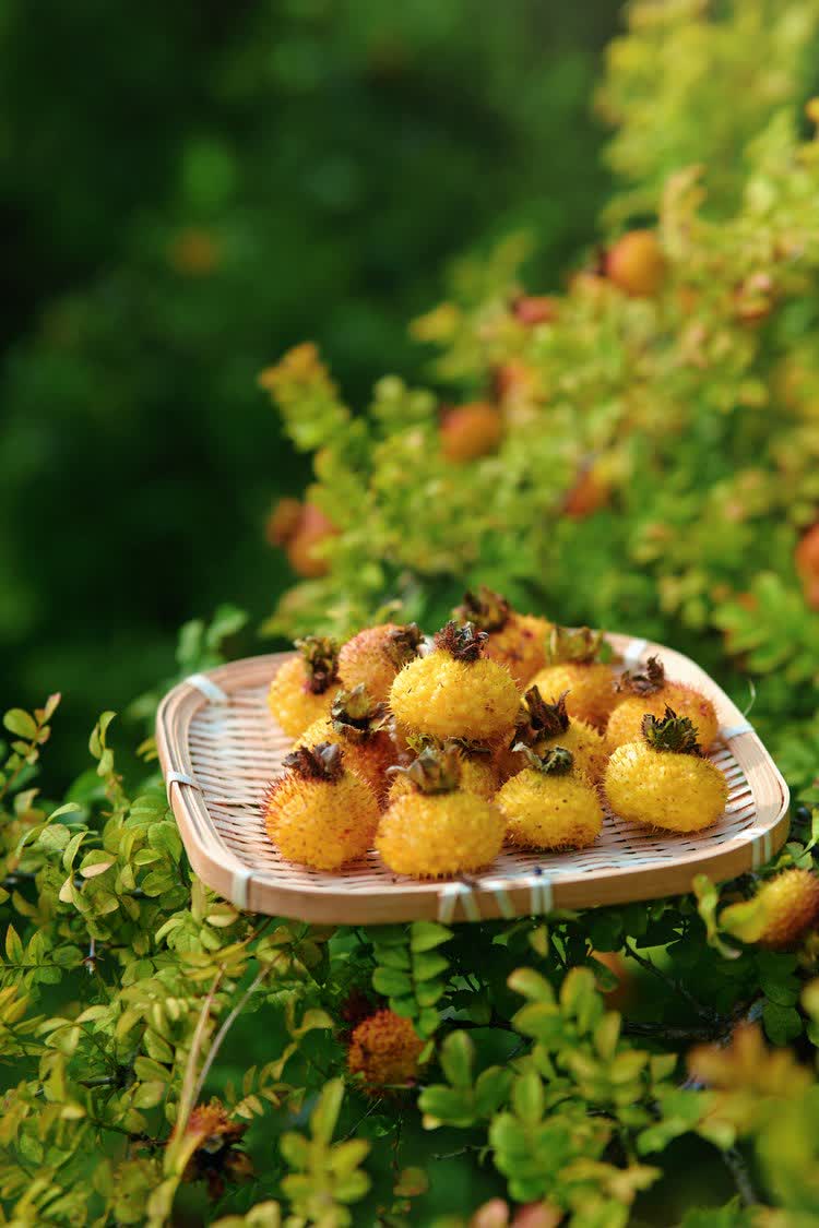 「維C之王」貴州刺梨如今已蛻變為富民強省的「黃金產業」。2025年全省種植面積穩定在210萬畝，鮮果產量達39萬噸，綜合產值突破150億元，佔全國總產量的90%以上，成為名副其實的全國刺梨產業核心區。

其以獨特魅力加速走向國際市場，尤其在香港市場表現亮眼。2025年香港創業日博覽會上，刺梨產品成為爆款。