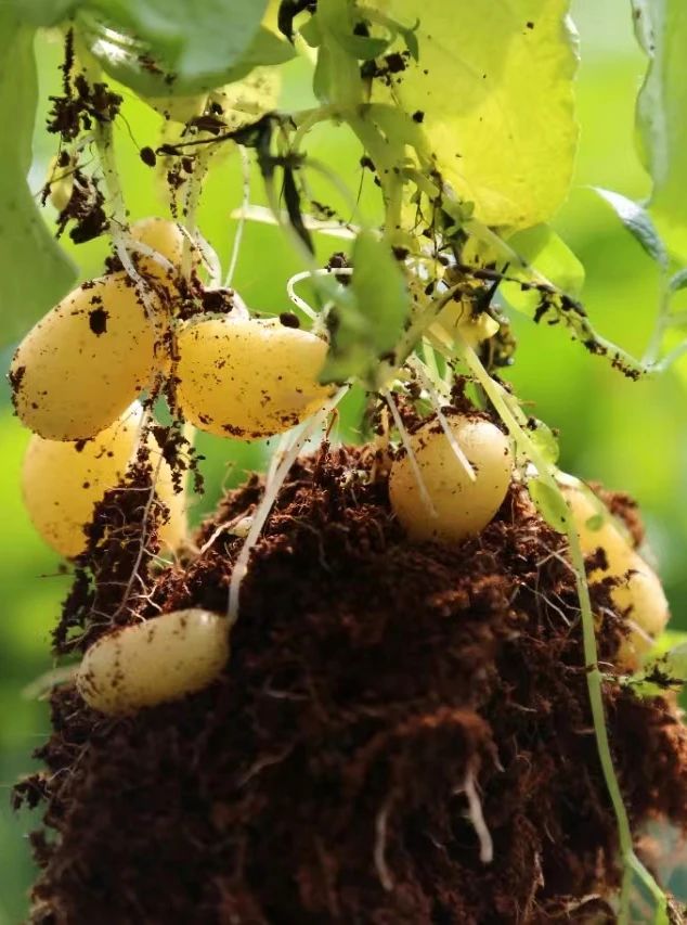 定西馬鈴薯，甘肅省定西市特產，中國國家地理標誌產品。

定西種植馬鈴薯已有200多年的歷史。定西馬鈴薯是多年生草本，但作一年生或一年兩季栽培。地下塊莖呈圓、卵、橢圓等形，有芽眼，皮紅、黃、白或紫色。地上莖呈棱形，有毛，奇數羽狀複葉。聚傘花序頂生，花白、紅或紫色；漿果球形，綠或紫褐色；種子腎形，黃色。

2017年12月29日，原國家質檢總局批准對「定西馬鈴薯」實施地理標誌產品保護。2019年11月，入選中國農業品牌目錄2019農產品區域公用品牌。