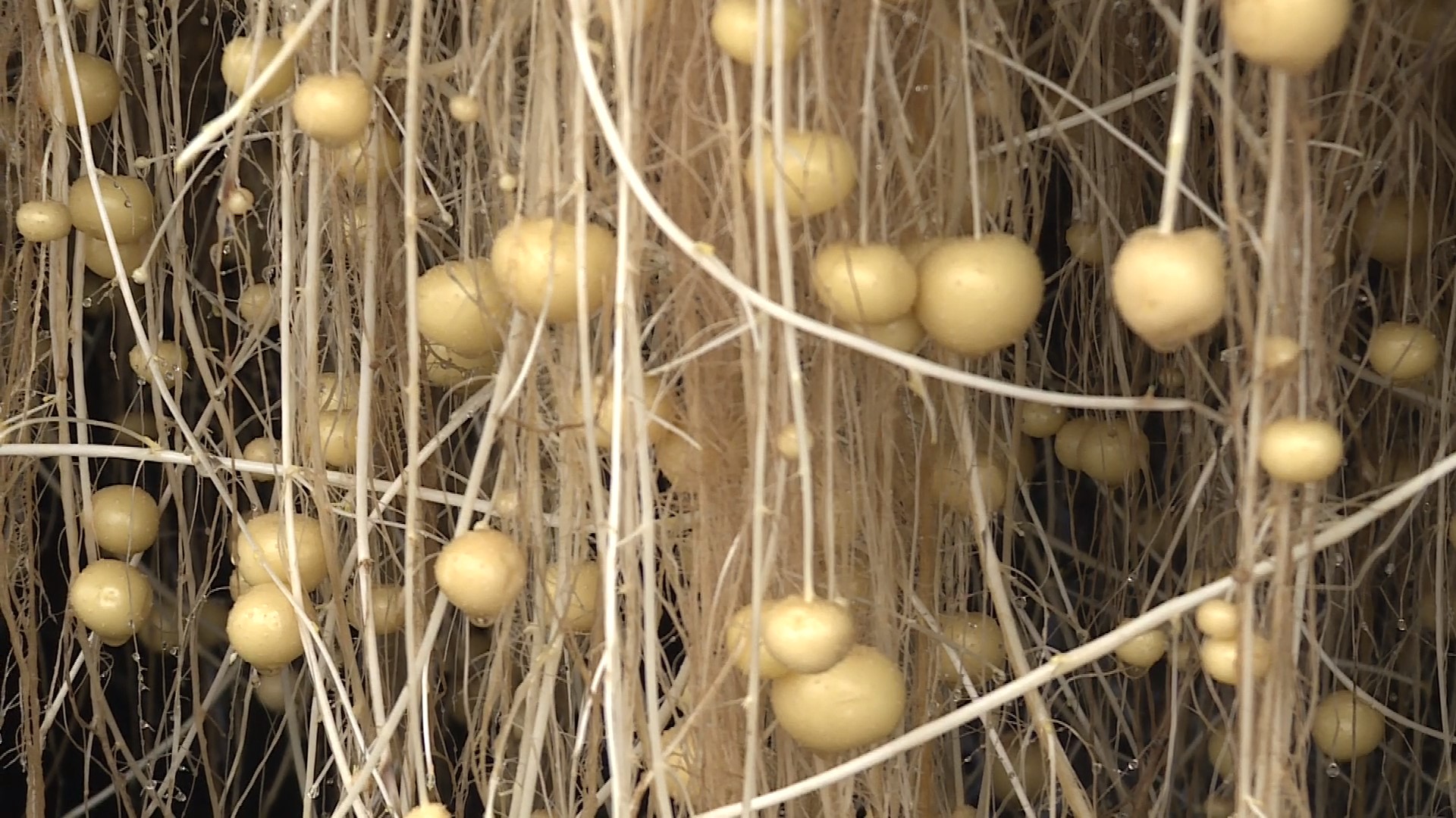 定西馬鈴薯，甘肅省定西市特產，中國國家地理標誌產品。

定西種植馬鈴薯已有200多年的歷史。定西馬鈴薯是多年生草本，但作一年生或一年兩季栽培。地下塊莖呈圓、卵、橢圓等形，有芽眼，皮紅、黃、白或紫色。地上莖呈棱形，有毛，奇數羽狀複葉。聚傘花序頂生，花白、紅或紫色；漿果球形，綠或紫褐色；種子腎形，黃色。

2017年12月29日，原國家質檢總局批准對「定西馬鈴薯」實施地理標誌產品保護。2019年11月，入選中國農業品牌目錄2019農產品區域公用品牌。