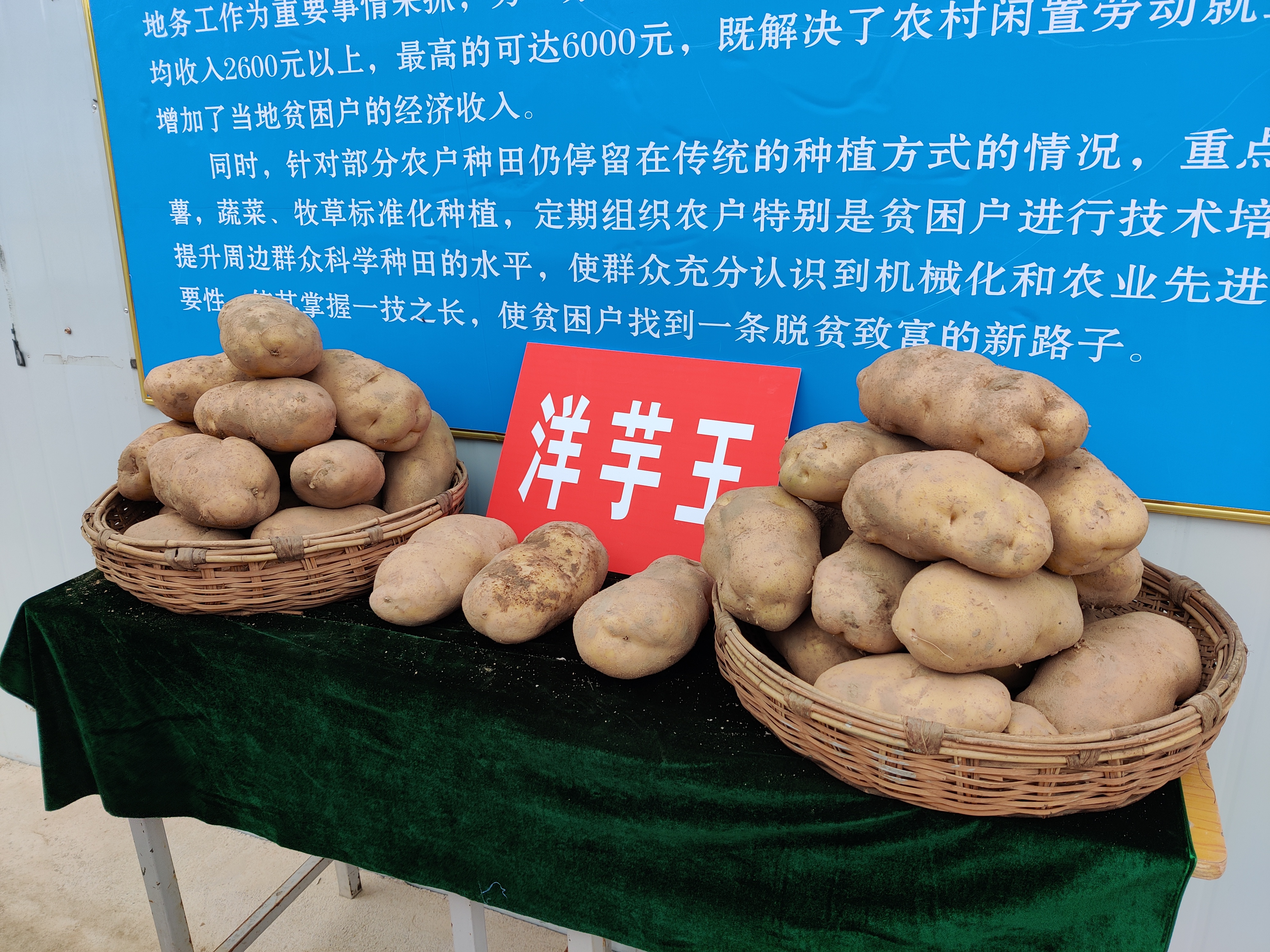 定西馬鈴薯，甘肅省定西市特產，中國國家地理標誌產品。定西種植馬鈴薯已有200多年的歷史。定西馬鈴薯是多年生草本，但作一年生或一年兩季栽培。地下塊莖呈圓、卵、橢圓等形，有芽眼，皮紅、黃、白或紫色。地上莖呈棱形，有毛，奇數羽狀複葉。聚傘花序頂生，花白、紅或紫色；漿果球形，綠或紫褐色；種子腎形，黃色。

2017年12月29日，原國家質檢總局批准對「定西馬鈴薯」實施地理標誌產品保護。2019年11月，入選中國農業品牌目錄2019農產品區域公用品牌。