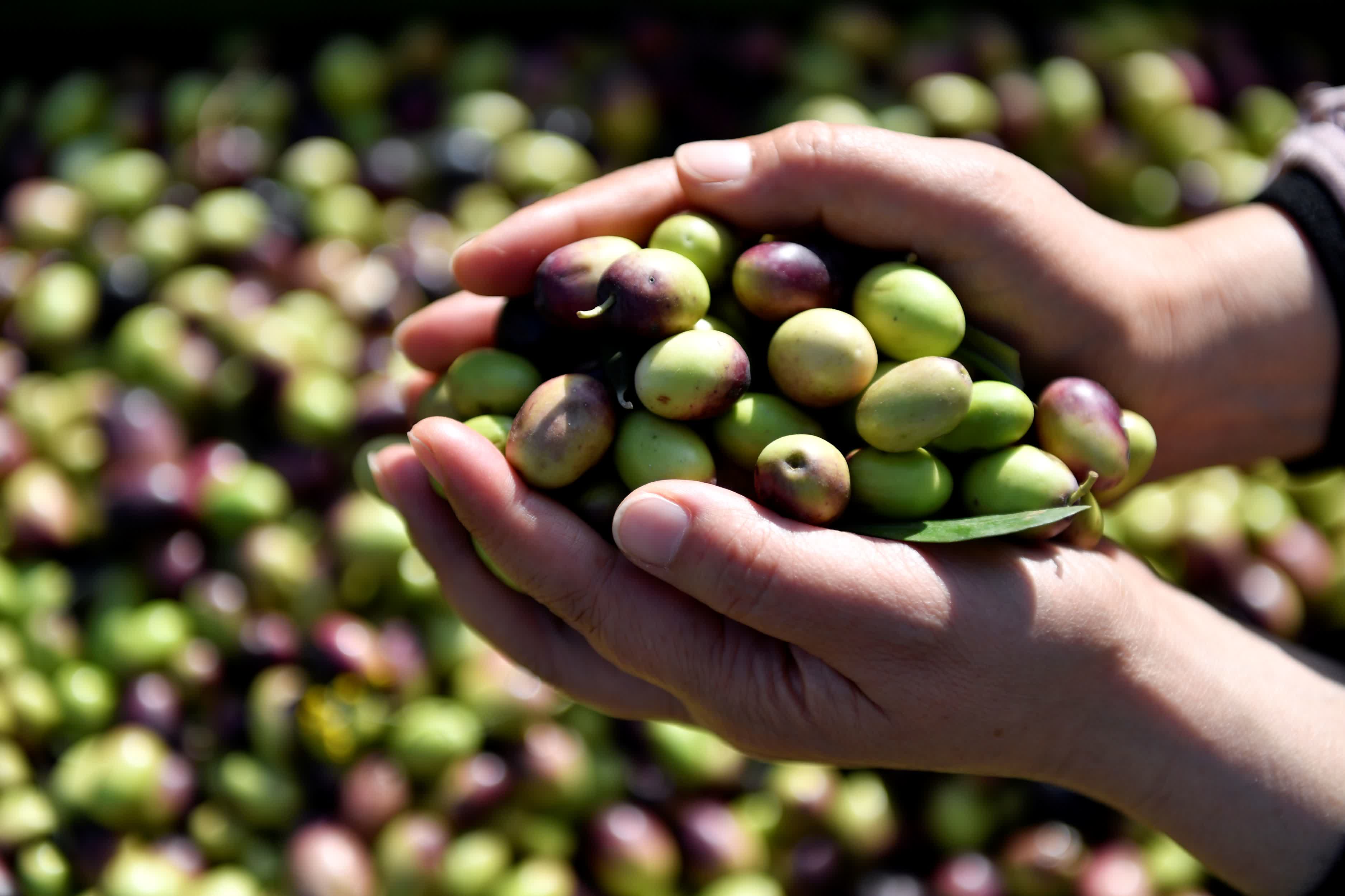 武都油橄欖，甘肅省隴南市武都區特產，中國國家地理標誌產品。經過40餘年的探索實踐，全區油橄欖面積達到30萬畝，保存面積約佔中國的60%，橄欖油產量佔93%，成為中國最大的初榨橄欖油生產基地，部分果園掛果和出油率高於地中海。

武都區是中國境內油橄欖最佳適宜種植區之一，是中國四大油橄欖生產基地之一，所產橄欖油產品榮獲中國林產品博覽會和甘肅省林業名特優新產品博覽會銀獎、金獎。2005年12月09日，原國家質檢總局批准對「武都油橄欖」實施地理標誌產品保護。