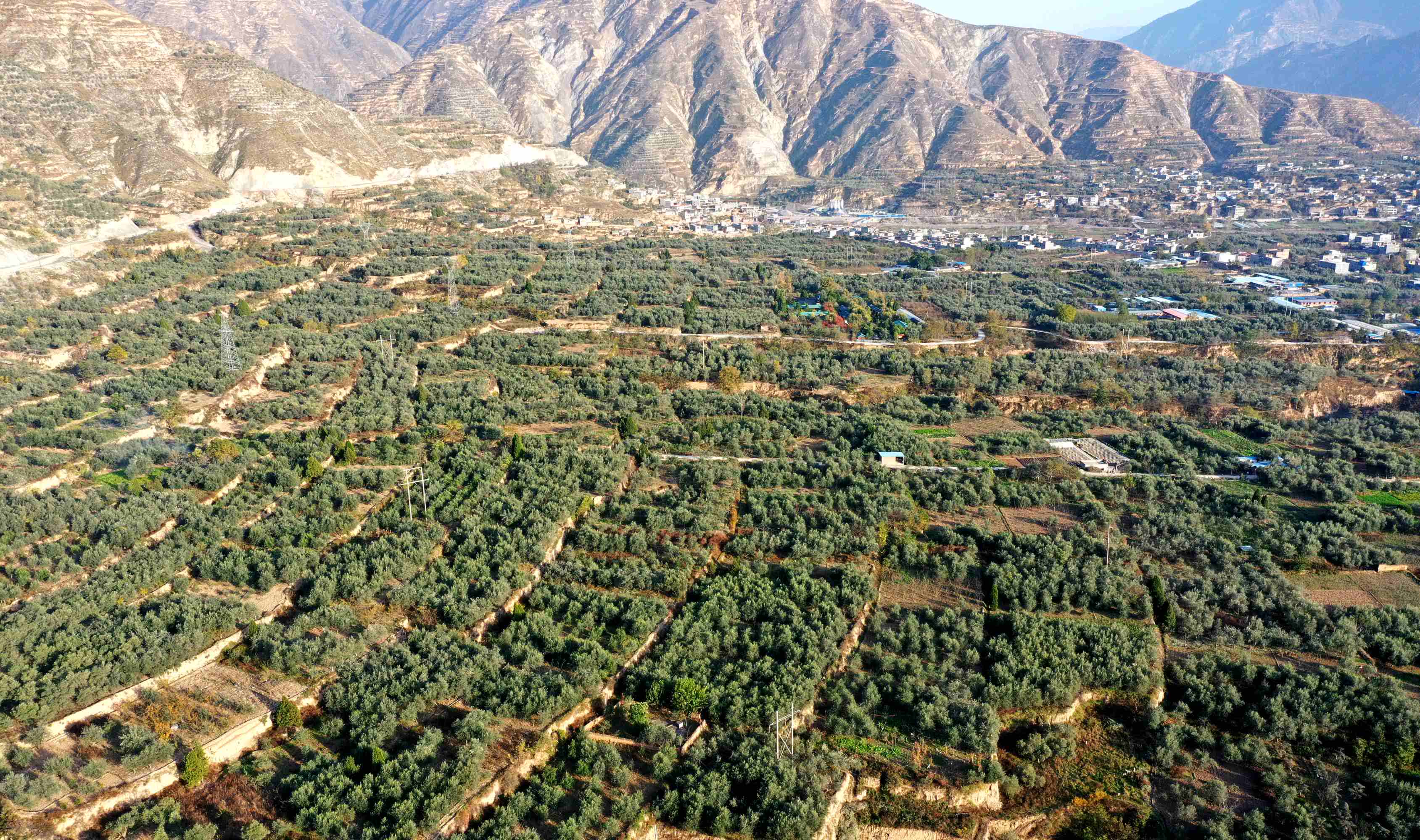 武都油橄欖，甘肅省隴南市武都區特產，中國國家地理標誌產品。經過40餘年的探索實踐，全區油橄欖面積達到30萬畝，保存面積約佔中國的60%，橄欖油產量佔93%，成為中國最大的初榨橄欖油生產基地，部分果園掛果和出油率高於地中海。

武都區是中國境內油橄欖最佳適宜種植區之一，是中國四大油橄欖生產基地之一，所產橄欖油產品榮獲中國林產品博覽會和甘肅省林業名特優新產品博覽會銀獎、金獎。2005年12月09日，原國家質檢總局批准對「武都油橄欖」實施地理標誌產品保護。
