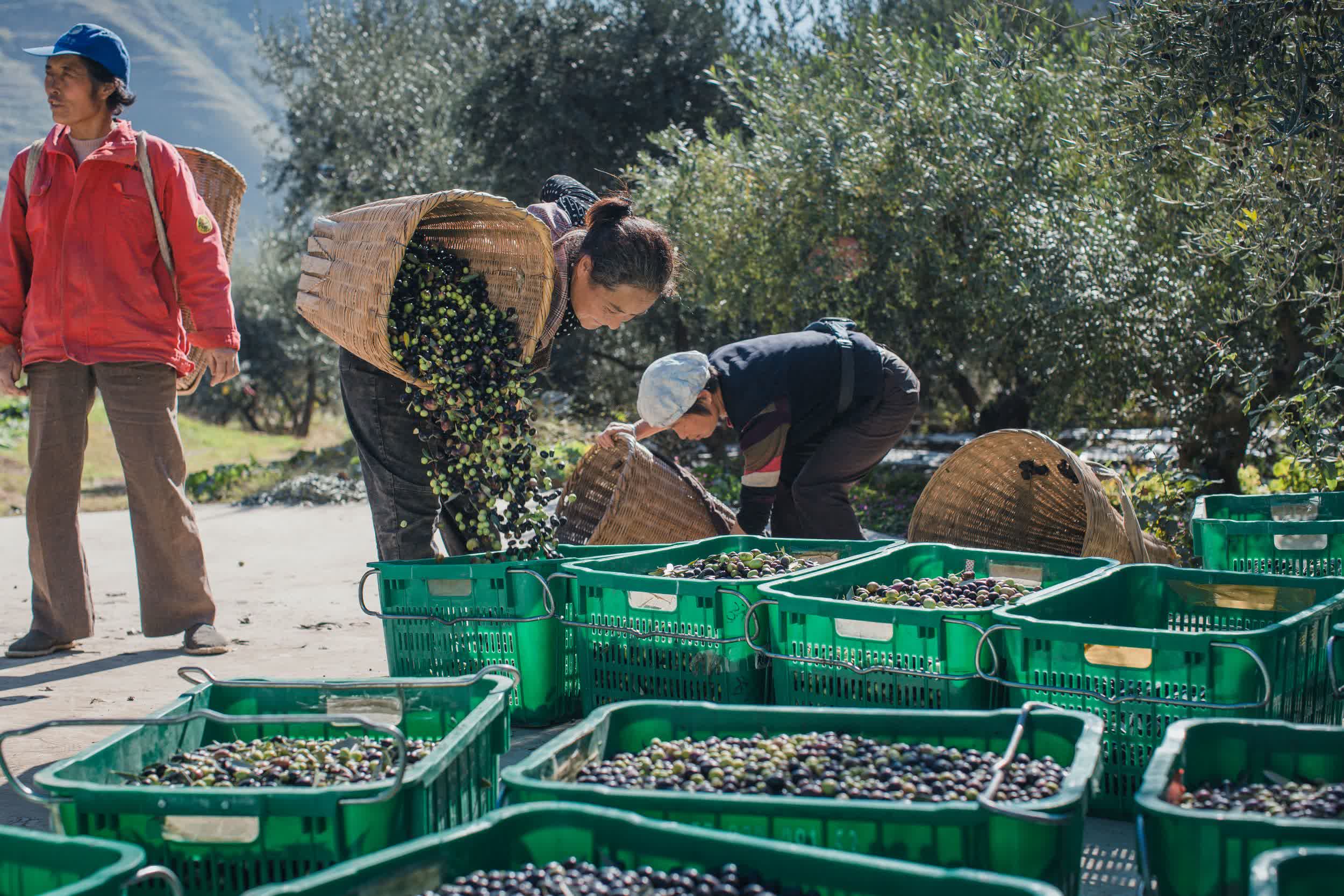 武都油橄欖，甘肅省隴南市武都區特產，中國國家地理標誌產品。經過40餘年的探索實踐，全區油橄欖面積達到30萬畝，保存面積約佔中國的60%，橄欖油產量佔93%，成為中國最大的初榨橄欖油生產基地，部分果園掛果和出油率高於地中海。

武都區是中國境內油橄欖最佳適宜種植區之一，是中國四大油橄欖生產基地之一，所產橄欖油產品榮獲中國林產品博覽會和甘肅省林業名特優新產品博覽會銀獎、金獎。2005年12月09日，原國家質檢總局批准對「武都油橄欖」實施地理標誌產品保護。