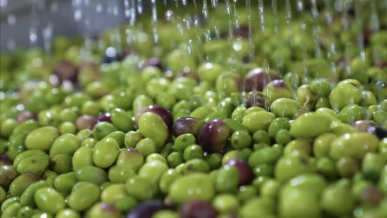 武都油橄欖，甘肅省隴南市武都區特產，中國國家地理標誌產品。經過40餘年的探索實踐，全區油橄欖面積達到30萬畝，保存面積約佔中國的60%，橄欖油產量佔93%，成為中國最大的初榨橄欖油生產基地，部分果園掛果和出油率高於地中海。

武都區是中國境內油橄欖最佳適宜種植區之一，是中國四大油橄欖生產基地之一，所產橄欖油產品榮獲中國林產品博覽會和甘肅省林業名特優新產品博覽會銀獎、金獎。2005年12月09日，原國家質檢總局批准對「武都油橄欖」實施地理標誌產品保護。