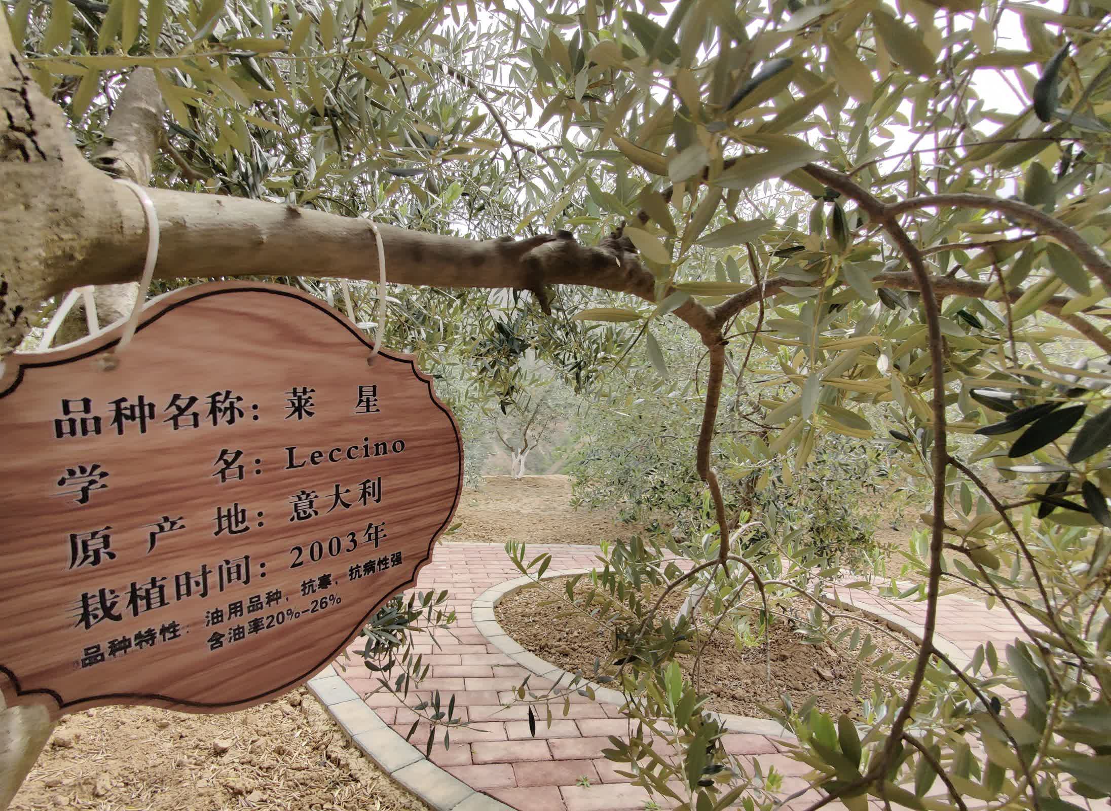 武都油橄欖，甘肅省隴南市武都區特產，中國國家地理標誌產品。經過40餘年的探索實踐，全區油橄欖面積達到30萬畝，保存面積約佔中國的60%，橄欖油產量佔93%，成為中國最大的初榨橄欖油生產基地，部分果園掛果和出油率高於地中海。

武都區是中國境內油橄欖最佳適宜種植區之一，是中國四大油橄欖生產基地之一，所產橄欖油產品榮獲中國林產品博覽會和甘肅省林業名特優新產品博覽會銀獎、金獎。2005年12月09日，原國家質檢總局批准對「武都油橄欖」實施地理標誌產品保護。