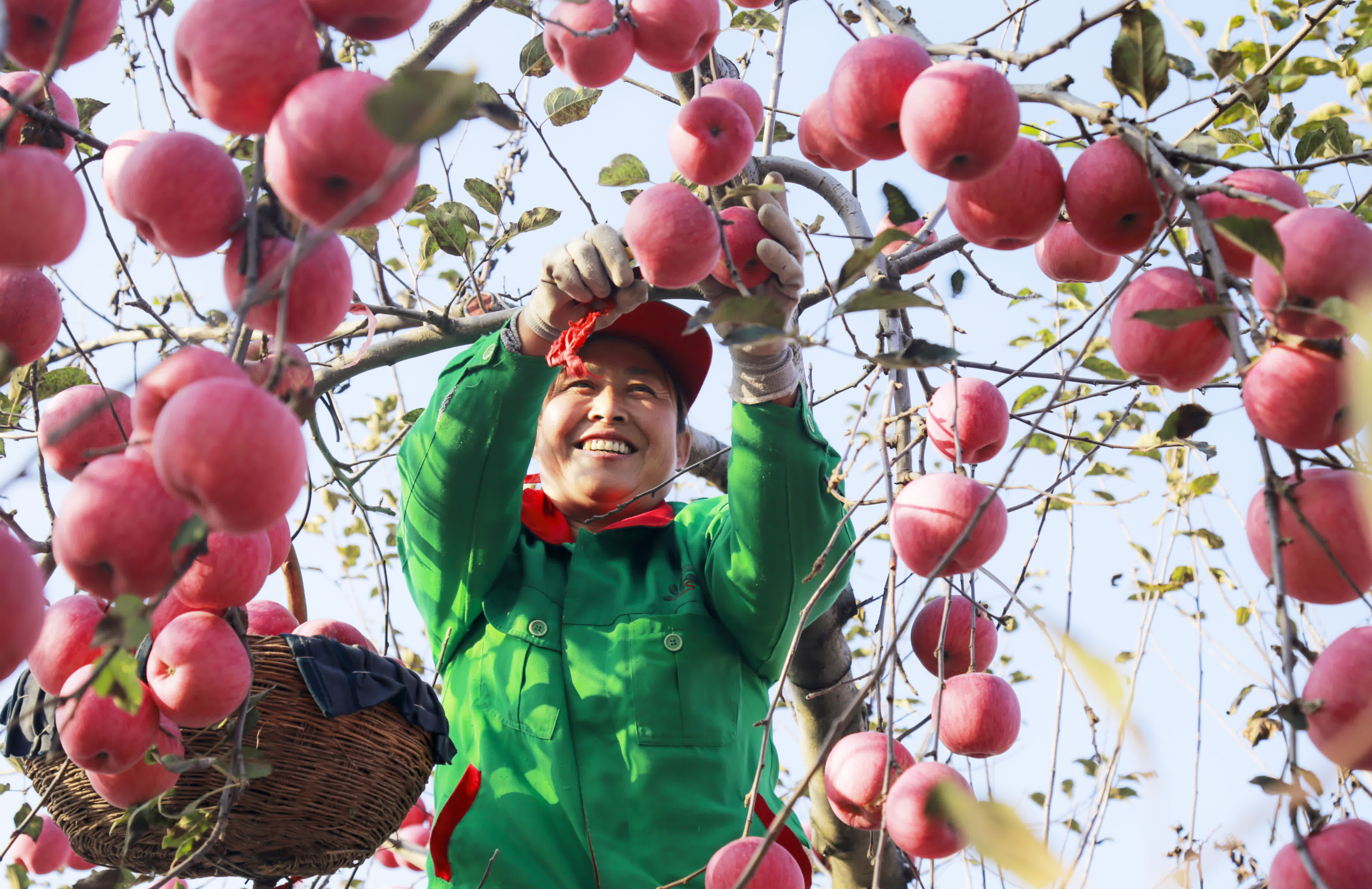 慶陽蘋果，甘肅省慶陽市特產，中國國家地理標誌產品。慶陽位於北緯35°14′28″—37°9′13″之間，海拔1100米—1600米，屬西北黃土高原蘋果優勢區，具備優質蘋果生產的全部7項主要生態指標和6項輔助指標，是中國優質紅富士蘋果適生區。慶陽蘋果以其果實硬度大、果形高樁、色澤鮮艷、蠟質層厚、酸甜適度、耐貯耐運、食用安全等特點著稱。

2009年5月20日，中華人民共和國農業部正式批准對「慶陽蘋果」實施農產品地理標誌保護。2014年04月08日，原國家質檢總局批准對「慶陽蘋果」實施地理標誌產品保護。