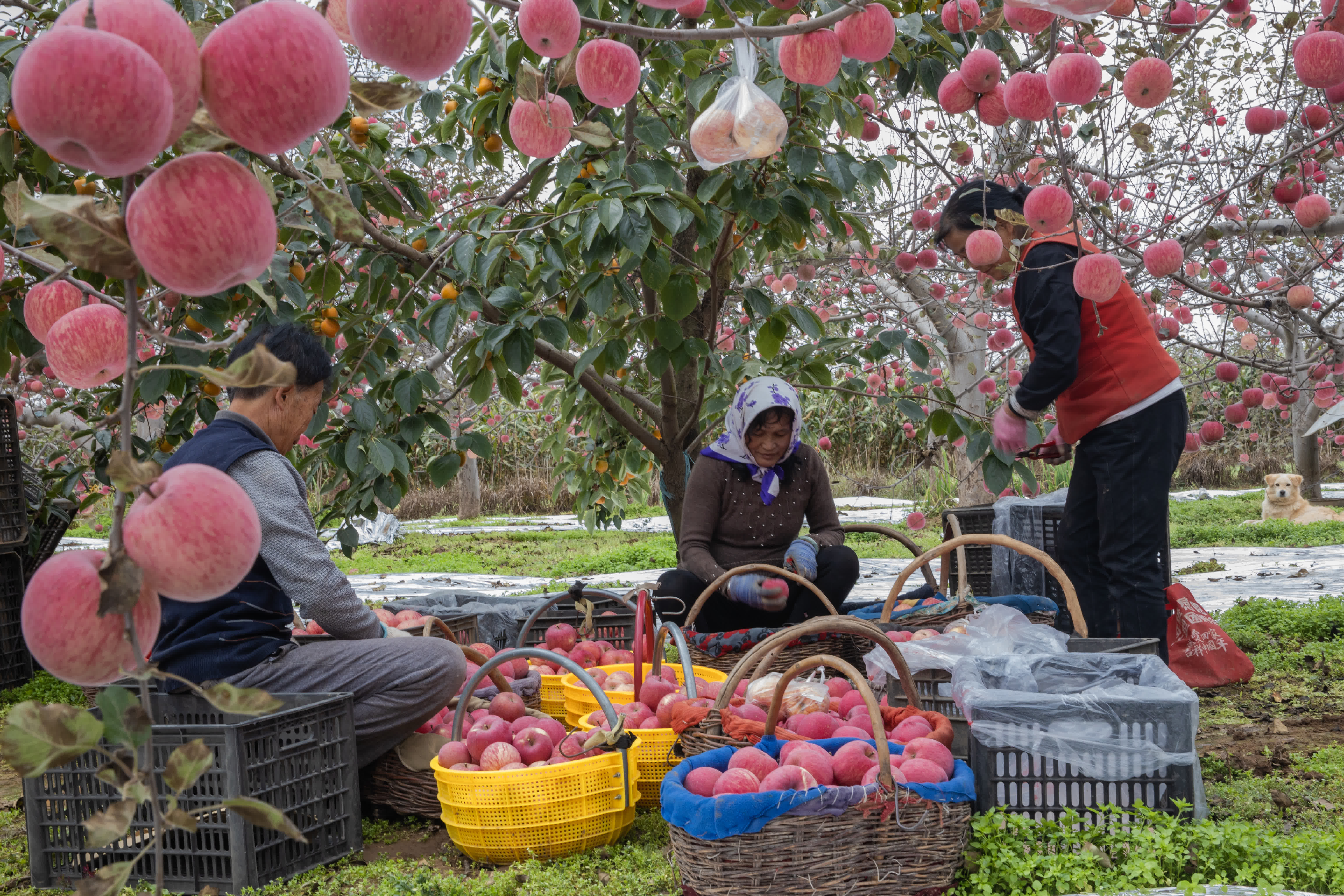 慶陽蘋果，甘肅省慶陽市特產，中國國家地理標誌產品。慶陽位於北緯35°14′28″—37°9′13″之間，海拔1100米—1600米，屬西北黃土高原蘋果優勢區，具備優質蘋果生產的全部7項主要生態指標和6項輔助指標，是中國優質紅富士蘋果適生區。慶陽蘋果以其果實硬度大、果形高樁、色澤鮮艷、蠟質層厚、酸甜適度、耐貯耐運、食用安全等特點著稱。

2009年5月20日，中華人民共和國農業部正式批准對「慶陽蘋果」實施農產品地理標誌保護。2014年04月08日，原國家質檢總局批准對「慶陽蘋果」實施地理標誌產品保護。