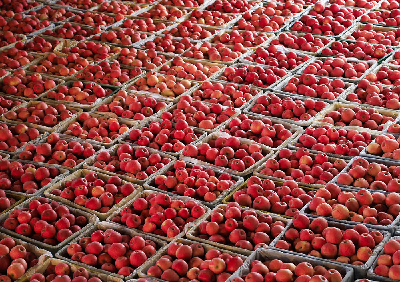 慶陽蘋果，甘肅省慶陽市特產，中國國家地理標誌產品。慶陽位於北緯35°14′28″—37°9′13″之間，海拔1100米—1600米，屬西北黃土高原蘋果優勢區，具備優質蘋果生產的全部7項主要生態指標和6項輔助指標，是中國優質紅富士蘋果適生區。慶陽蘋果以其果實硬度大、果形高樁、色澤鮮艷、蠟質層厚、酸甜適度、耐貯耐運、食用安全等特點著稱。

2009年5月20日，中華人民共和國農業部正式批准對「慶陽蘋果」實施農產品地理標誌保護。2014年04月08日，原國家質檢總局批准對「慶陽蘋果」實施地理標誌產品保護。