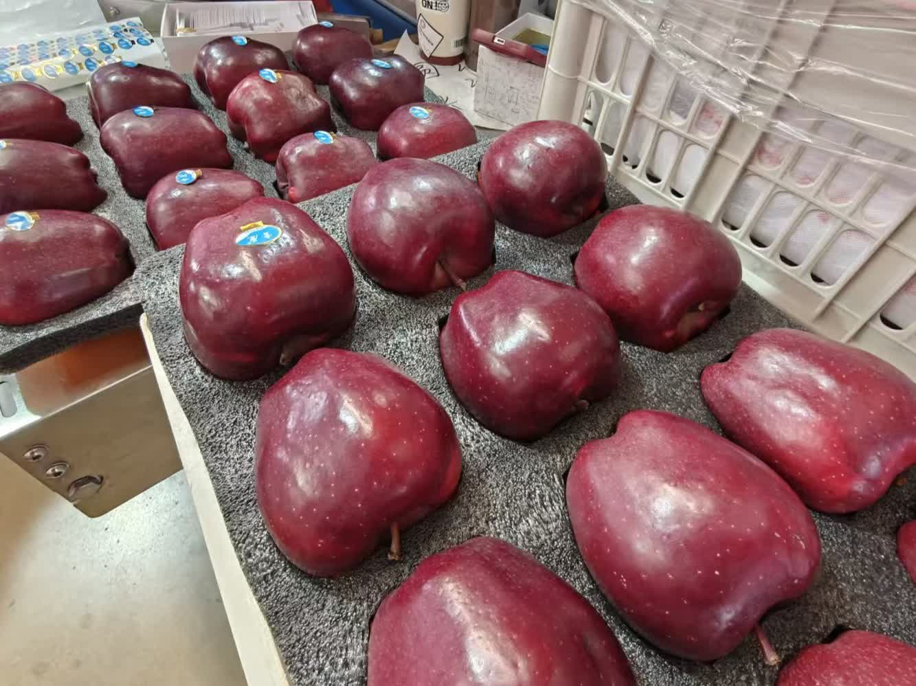 慶陽蘋果，甘肅省慶陽市特產，中國國家地理標誌產品。慶陽位於北緯35°14′28″—37°9′13″之間，海拔1100米—1600米，屬西北黃土高原蘋果優勢區，具備優質蘋果生產的全部7項主要生態指標和6項輔助指標，是中國優質紅富士蘋果適生區。慶陽蘋果以其果實硬度大、果形高樁、色澤鮮艷、蠟質層厚、酸甜適度、耐貯耐運、食用安全等特點著稱。

2009年5月20日，中華人民共和國農業部正式批准對「慶陽蘋果」實施農產品地理標誌保護。2014年04月08日，原國家質檢總局批准對「慶陽蘋果」實施地理標誌產品保護。