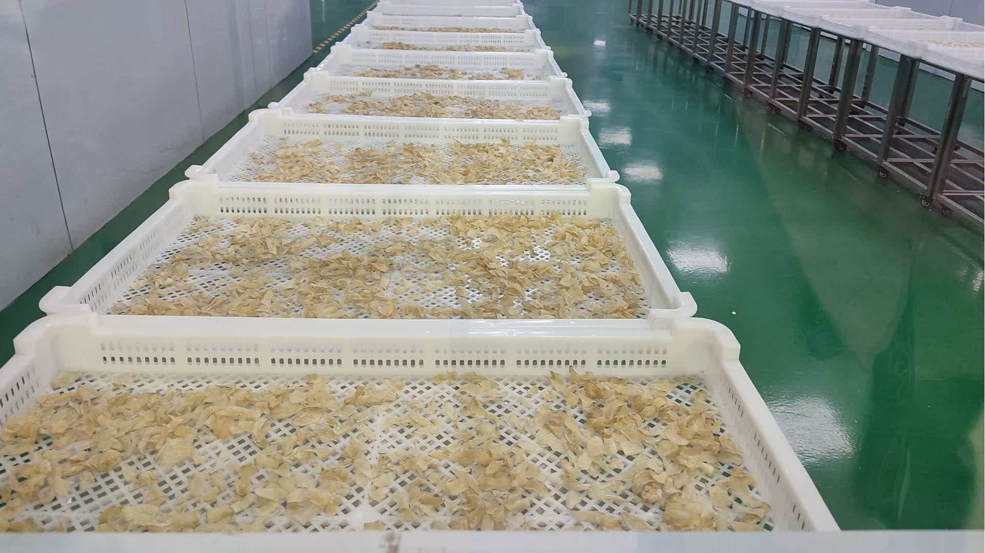 圖集｜蘭州百合成藥食同源佳品