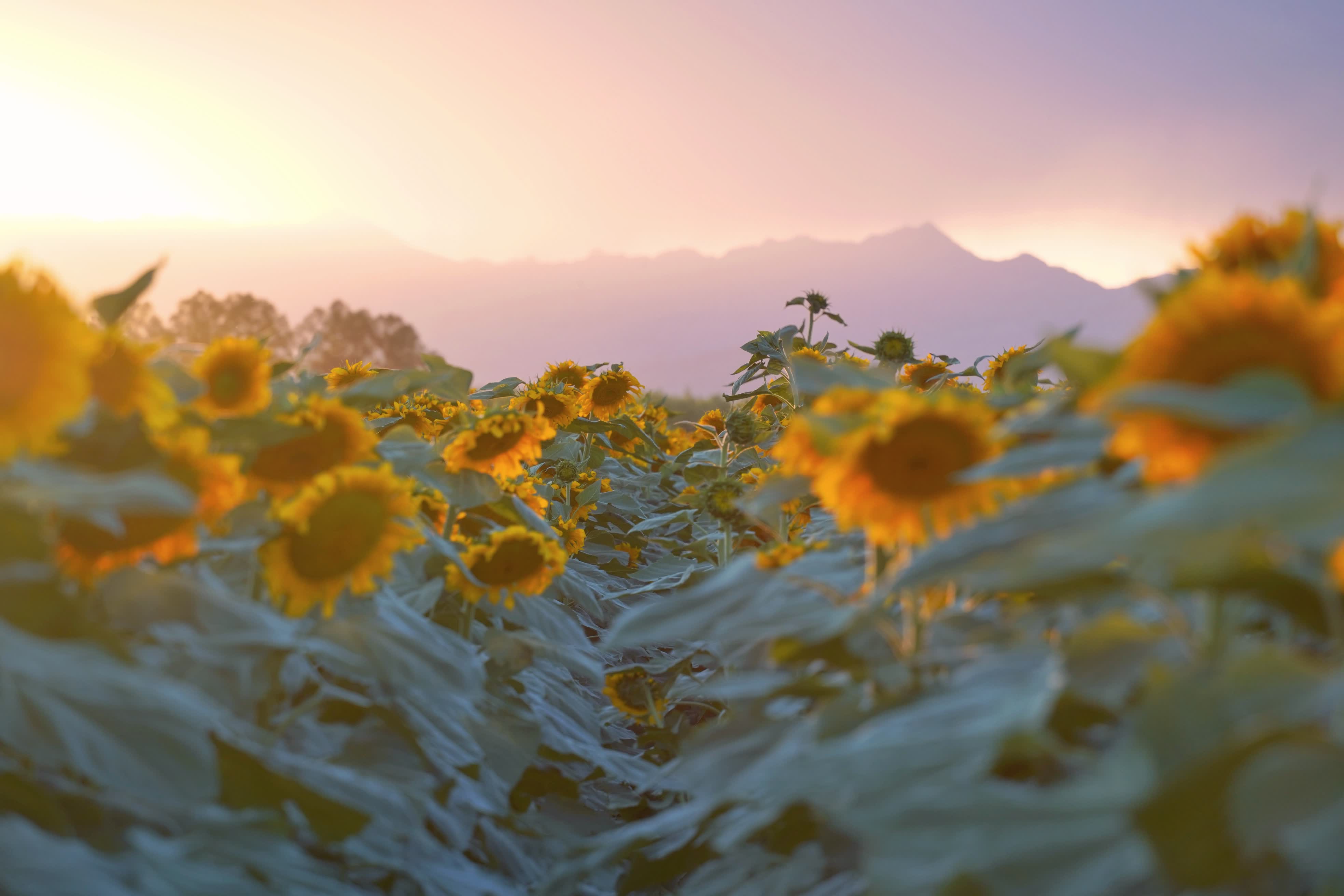 安徽省合肥市是中國食品工業協會認證的「中國堅果炒貨之都」。目前，合肥堅果炒貨年產銷量佔全國市場份額近20%，聚集了洽洽、真心、天美、張二嘎等企業。其中洽洽為國家農業產業化龍頭企業，在全球擁有100多萬畝自有種植基地，產品暢銷全球近70個國家和地區，成為中國堅果行業標誌性品牌。

2025年，洽洽以568.72億元人民幣的品牌價值連續第三年榮登「亞洲品牌500強」，斬獲「外國人喜愛的中國品牌」稱號。暢銷26年的洽洽國民紅袋瓜子，行業首創煮制工藝，累計銷售超200億袋，有華人的地方就有洽洽紅袋。