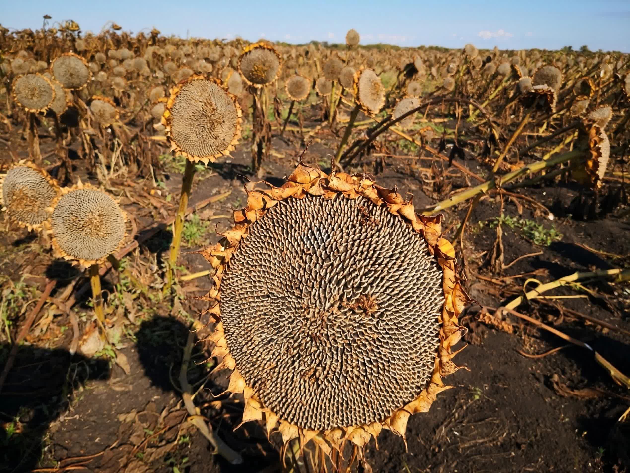 安徽省合肥市是中國食品工業協會認證的「中國堅果炒貨之都」。目前，合肥堅果炒貨年產銷量佔全國市場份額近20%，聚集了洽洽、真心、天美、張二嘎等企業。其中洽洽為國家農業產業化龍頭企業，在全球擁有100多萬畝自有種植基地，產品暢銷全球近70個國家和地區，成為中國堅果行業標誌性品牌。

2025年，洽洽以568.72億元人民幣的品牌價值連續第三年榮登「亞洲品牌500強」，斬獲「外國人喜愛的中國品牌」稱號。暢銷26年的洽洽國民紅袋瓜子，行業首創煮制工藝，累計銷售超200億袋，有華人的地方就有洽洽紅袋。