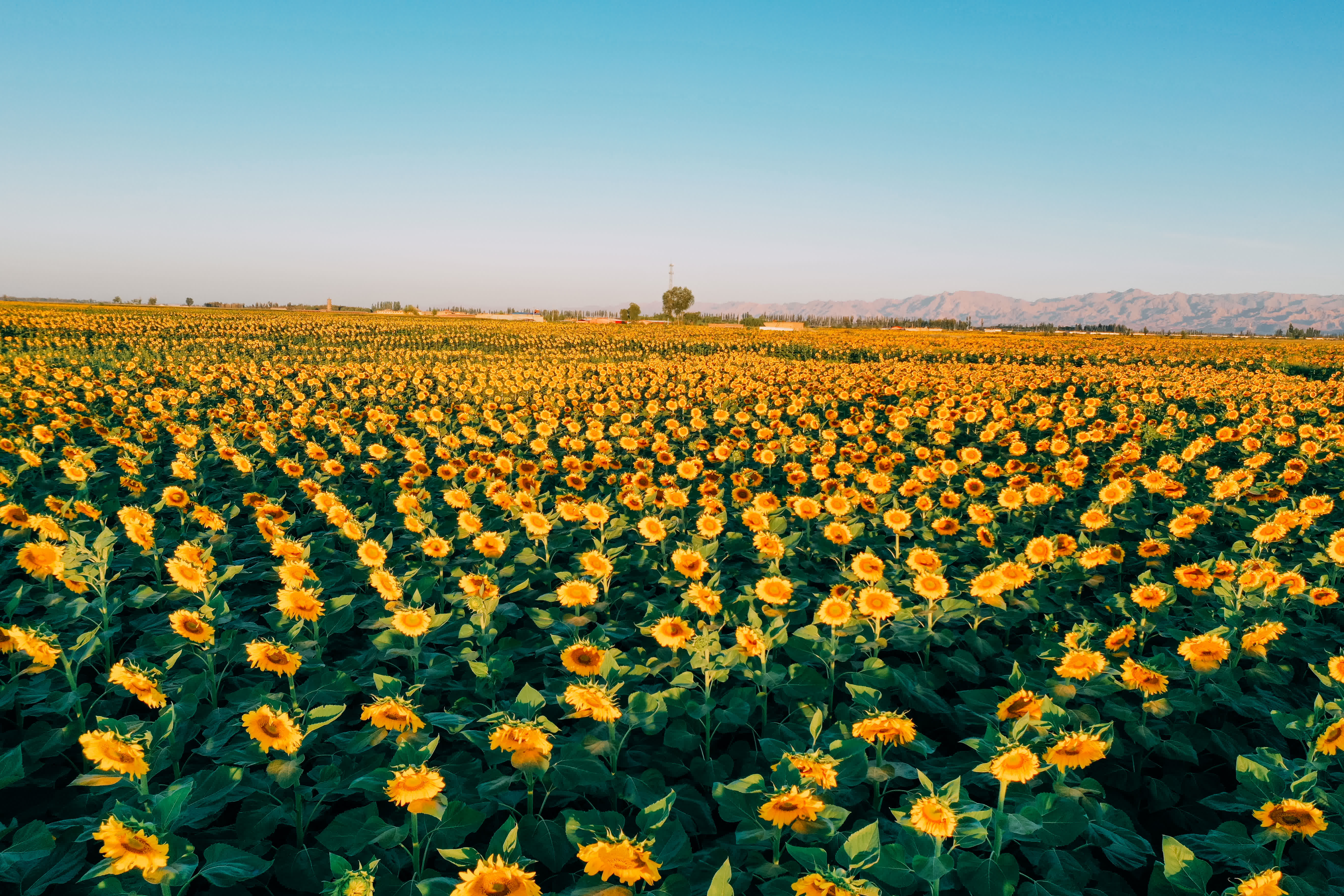 安徽省合肥市是中國食品工業協會認證的「中國堅果炒貨之都」。目前，合肥堅果炒貨年產銷量佔全國市場份額近20%，聚集了洽洽、真心、天美、張二嘎等企業。其中洽洽為國家農業產業化龍頭企業，在全球擁有100多萬畝自有種植基地，產品暢銷全球近70個國家和地區，成為中國堅果行業標誌性品牌。

2025年，洽洽以568.72億元人民幣的品牌價值連續第三年榮登「亞洲品牌500強」，斬獲「外國人喜愛的中國品牌」稱號。暢銷26年的洽洽國民紅袋瓜子，行業首創煮制工藝，累計銷售超200億袋，有華人的地方就有洽洽紅袋。