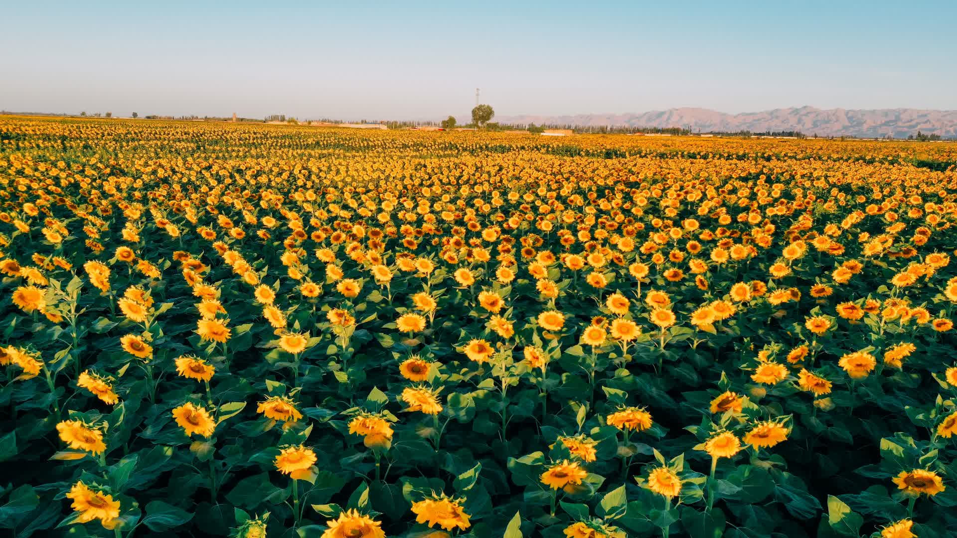 圖集｜「中國堅果炒貨之都」安徽合肥　國民紅袋瓜子遠銷全球近70國