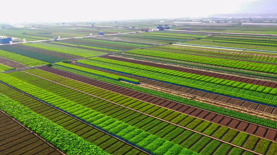 雲南蔬菜出滇出海成全國「菜園子」