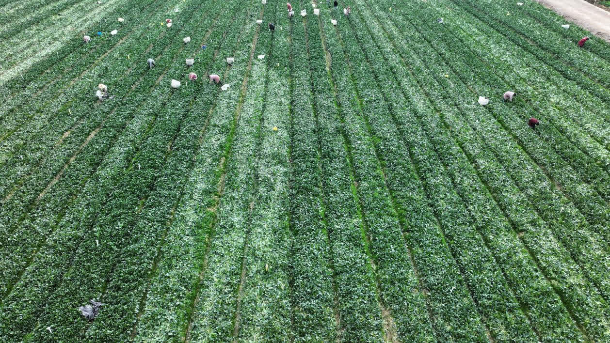 雲南硯山冬菜直供大灣區一年三至四收