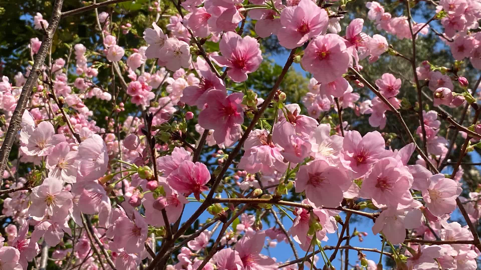 (有片)追櫻情報來了!全港5大熱門打卡地一文睇晒(附交通)